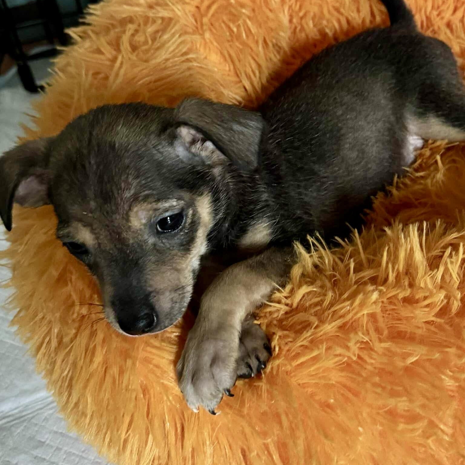 Suki — thumbnail 2