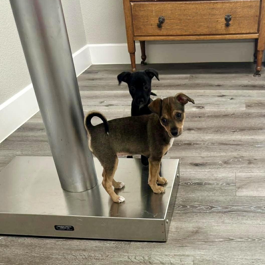 Suki — thumbnail 3