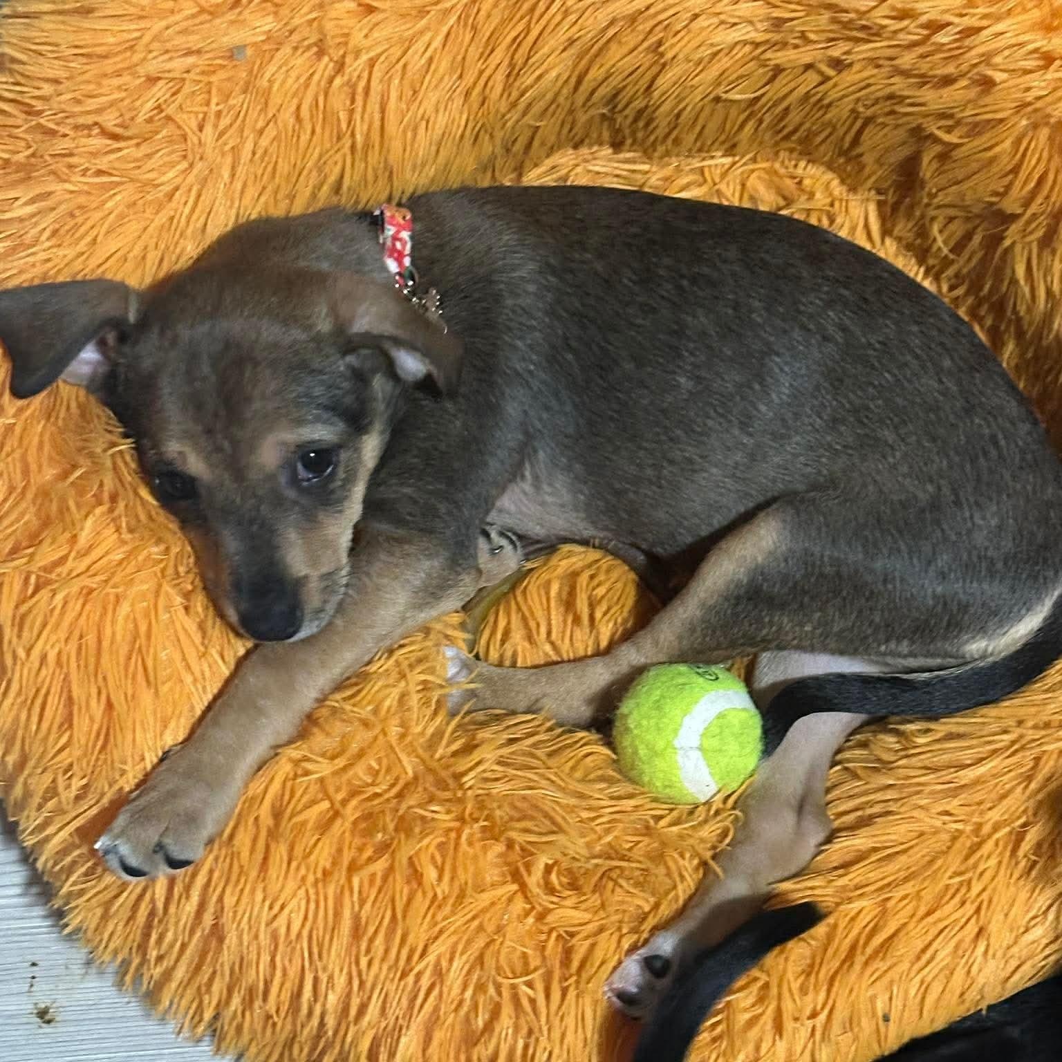 Suki — thumbnail 6