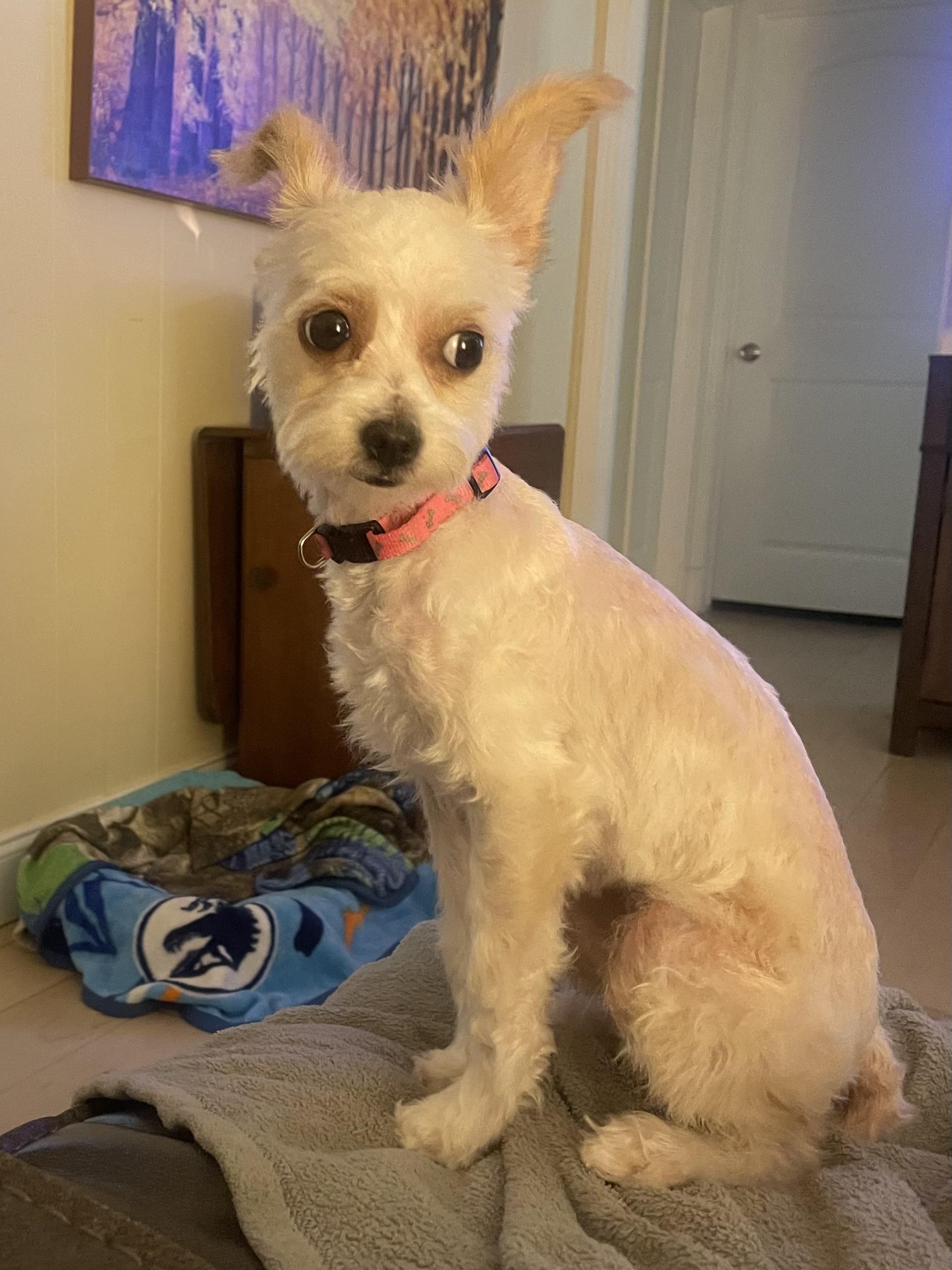 Popcorn, a Adoptable mixed breed in Temple, TX image 6/6