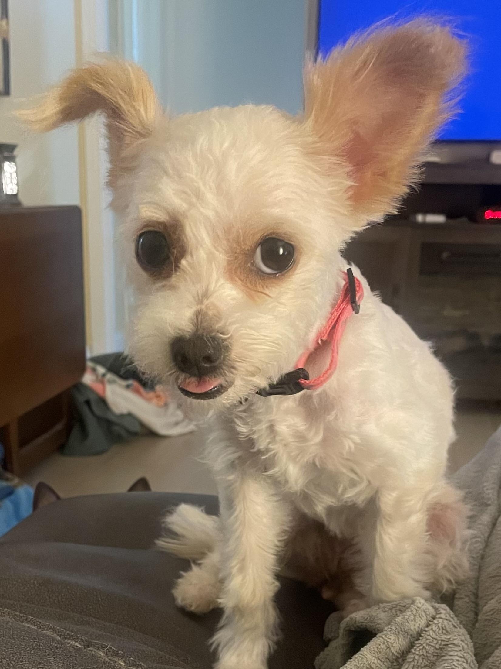 Popcorn, a Adoptable mixed breed in Temple, TX image 3/6