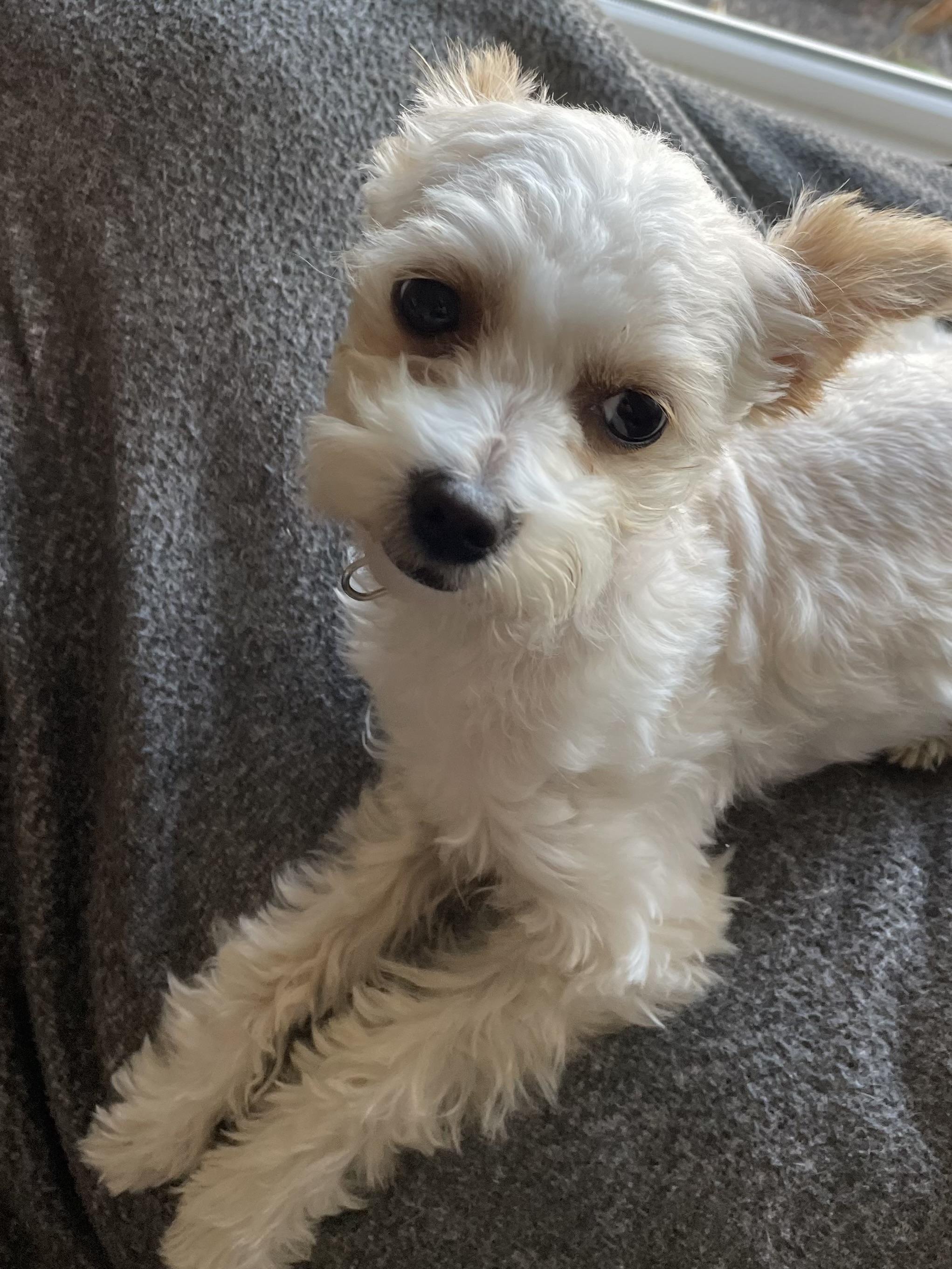 Popcorn, adopted, Young Female Maltese & Yorkshire Terrier.