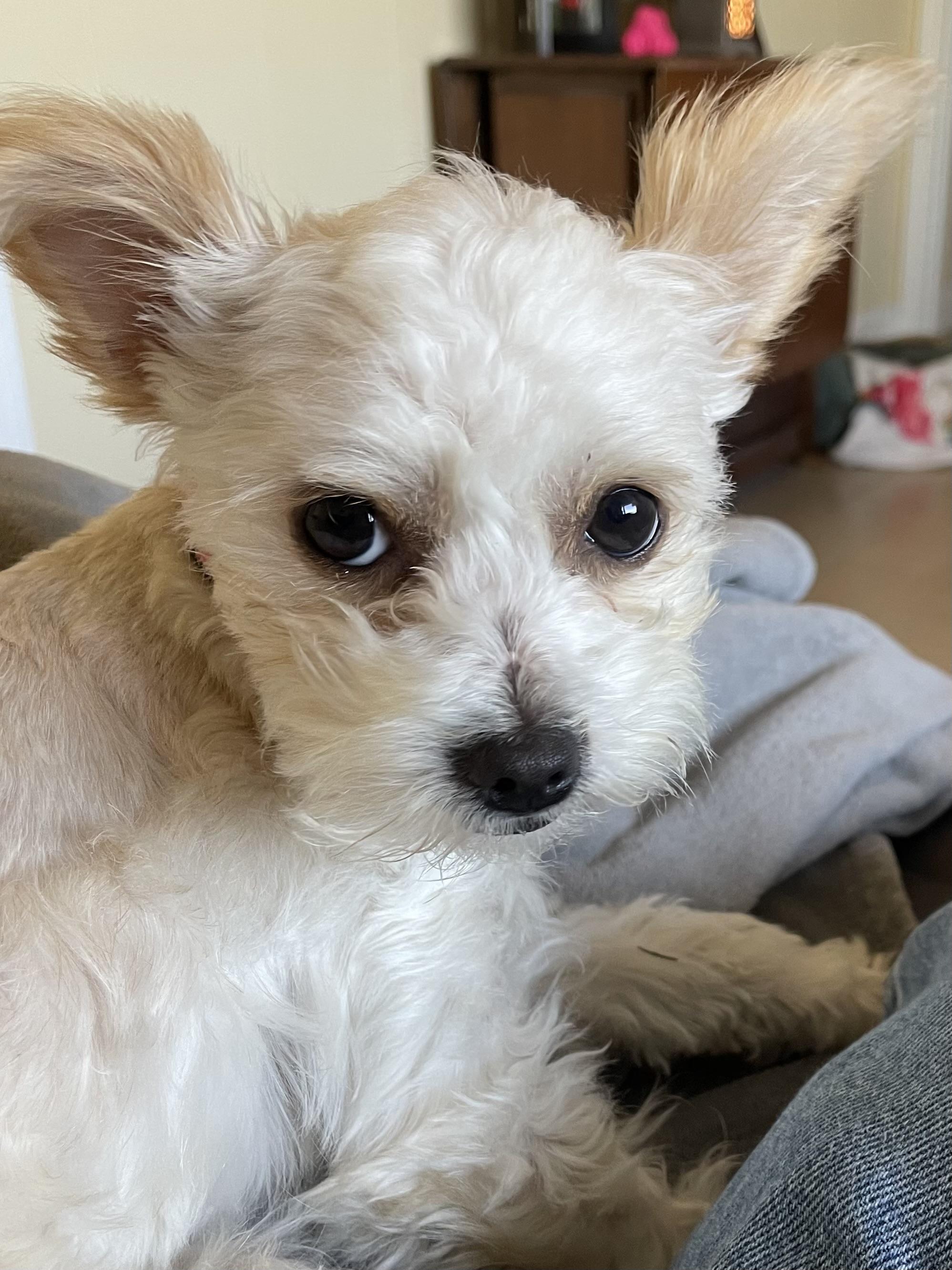 Popcorn, a Adoptable mixed breed in Temple, TX image 4/6