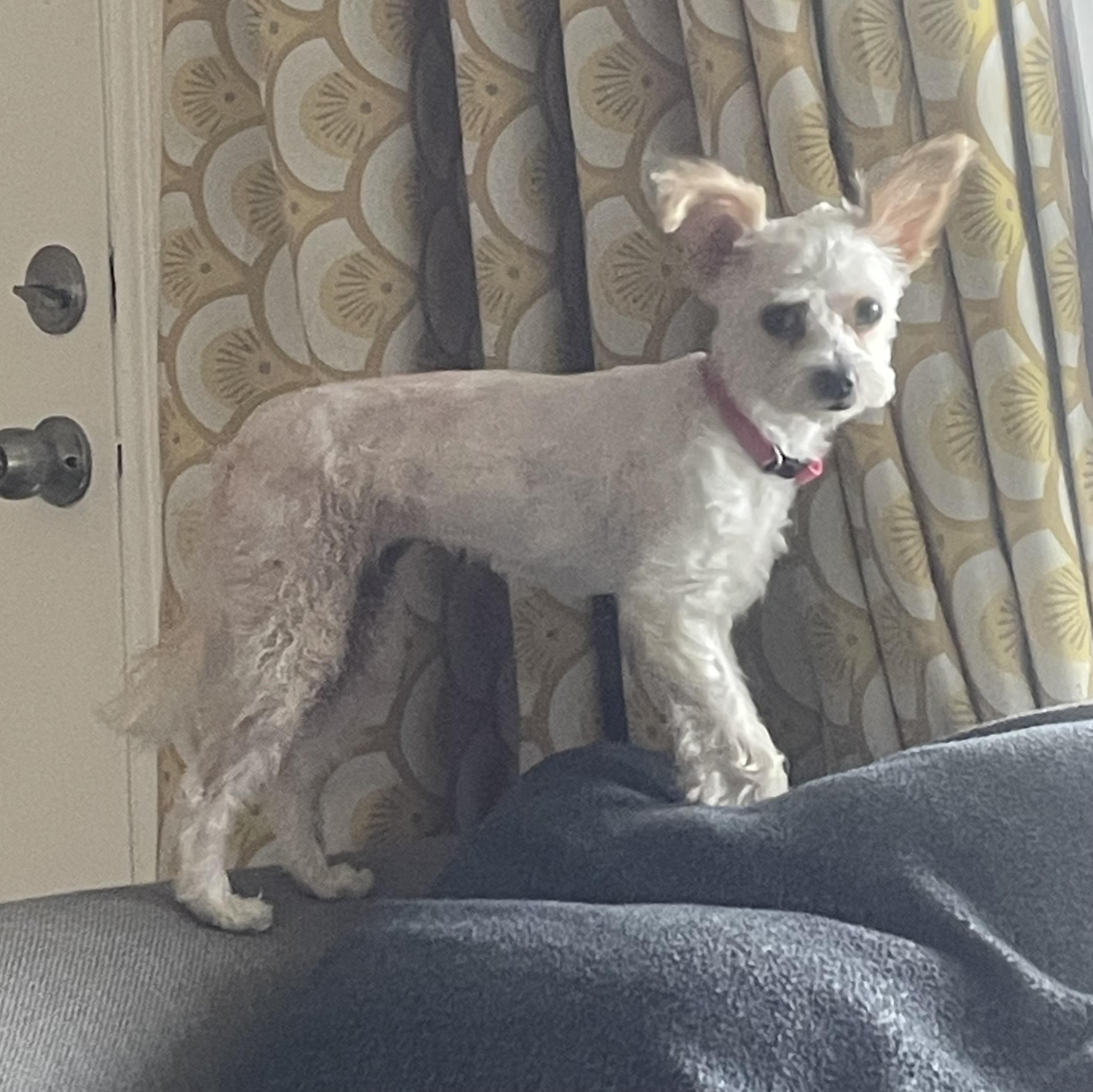 Popcorn, a Adoptable mixed breed in Temple, TX image 2/6