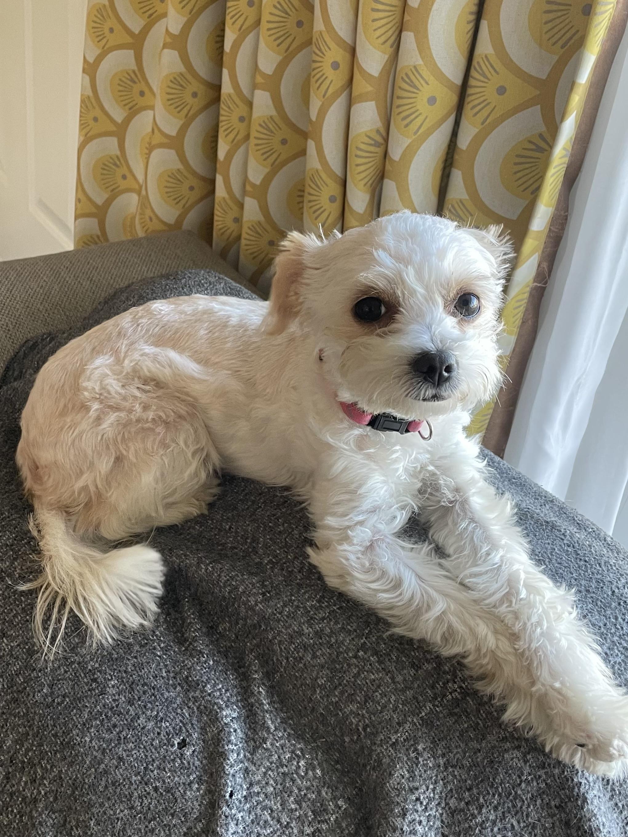 Popcorn, a Adoptable mixed breed in Temple, TX image 5/6