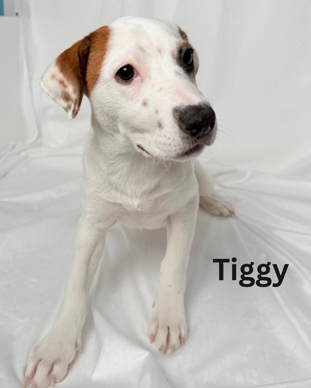 Tiggy, Adoptable, Young Female Border Collie & Labrador Retriever.
