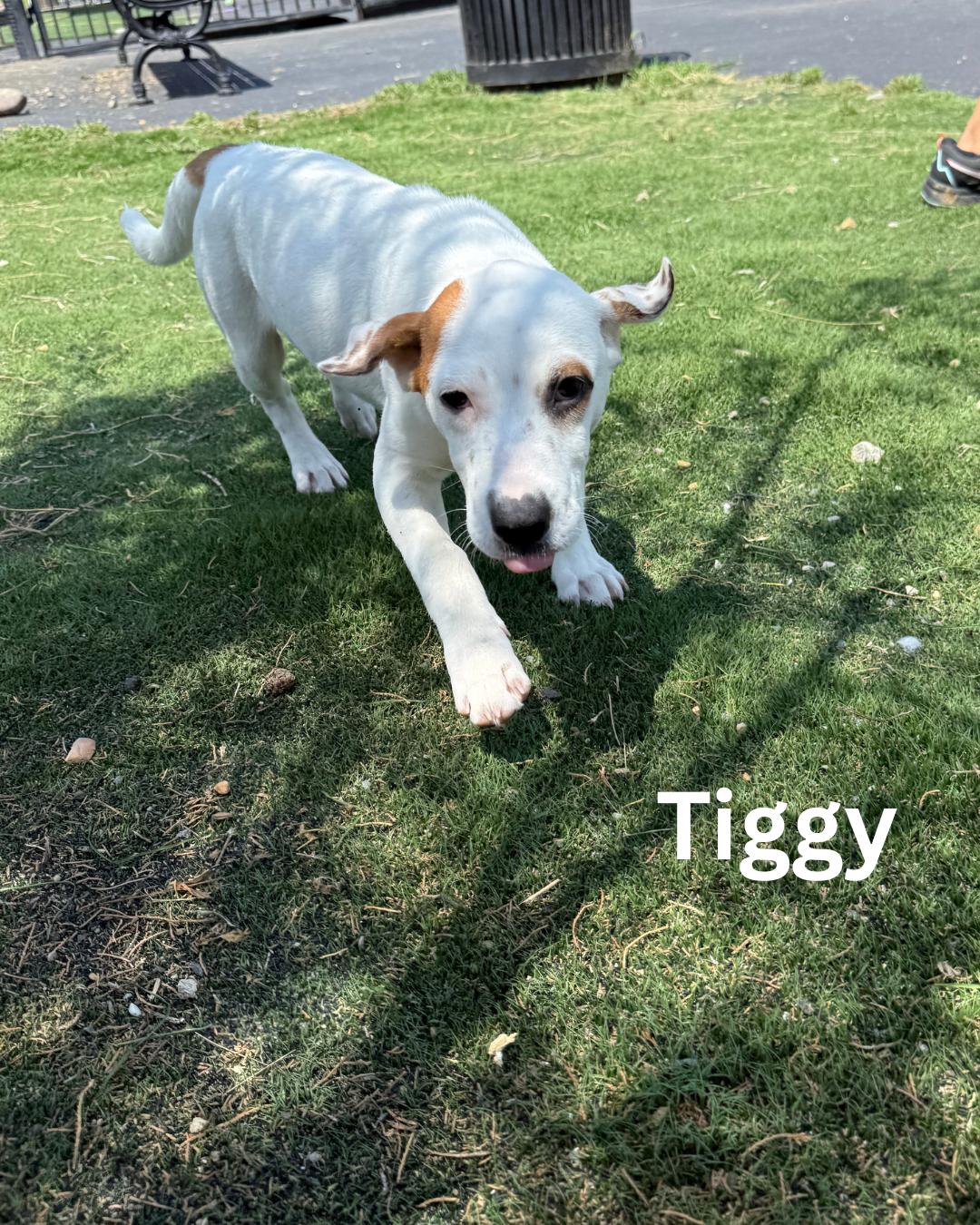 Tiggy