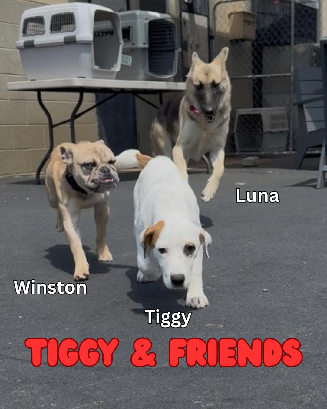 Tiggy