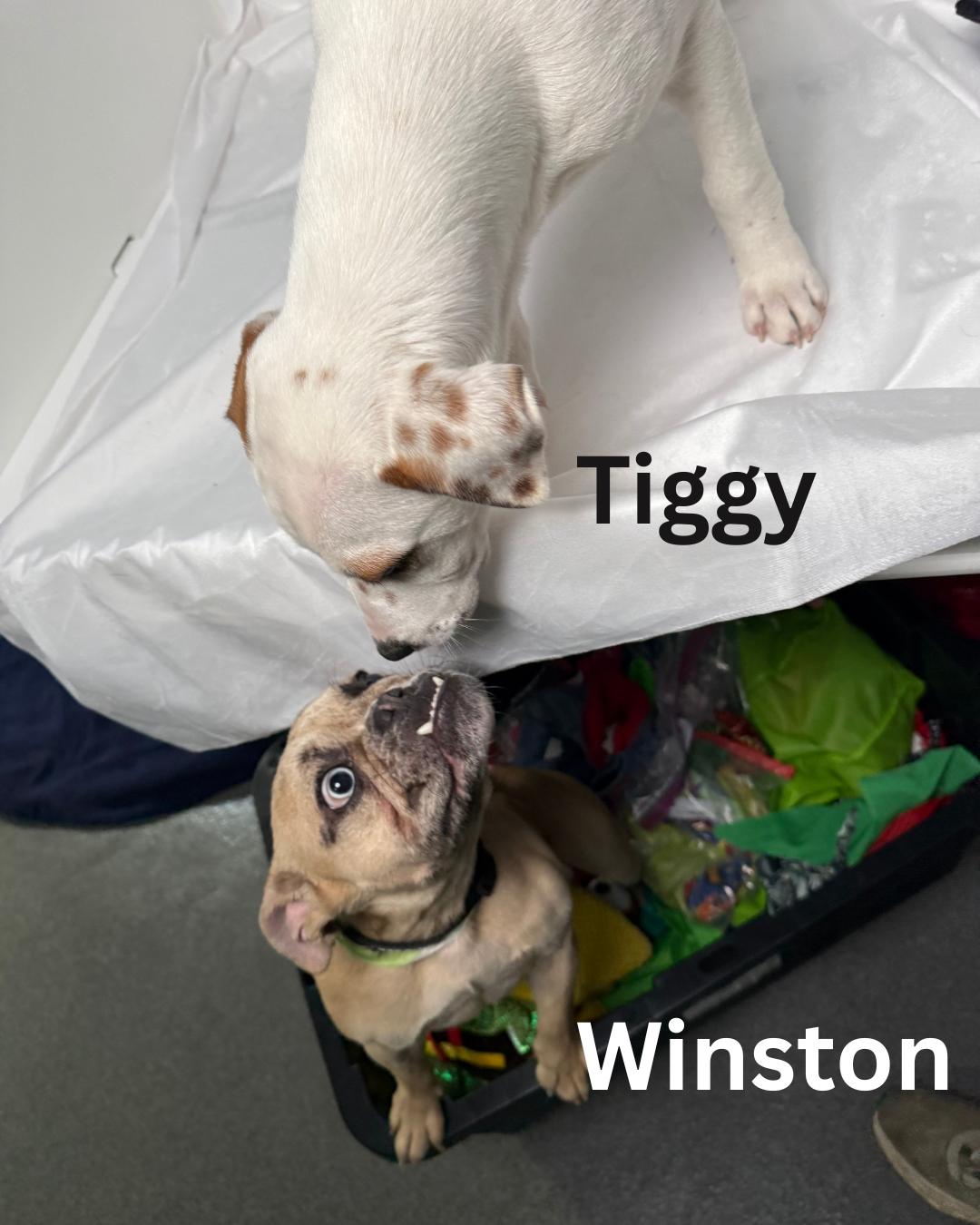 Tiggy
