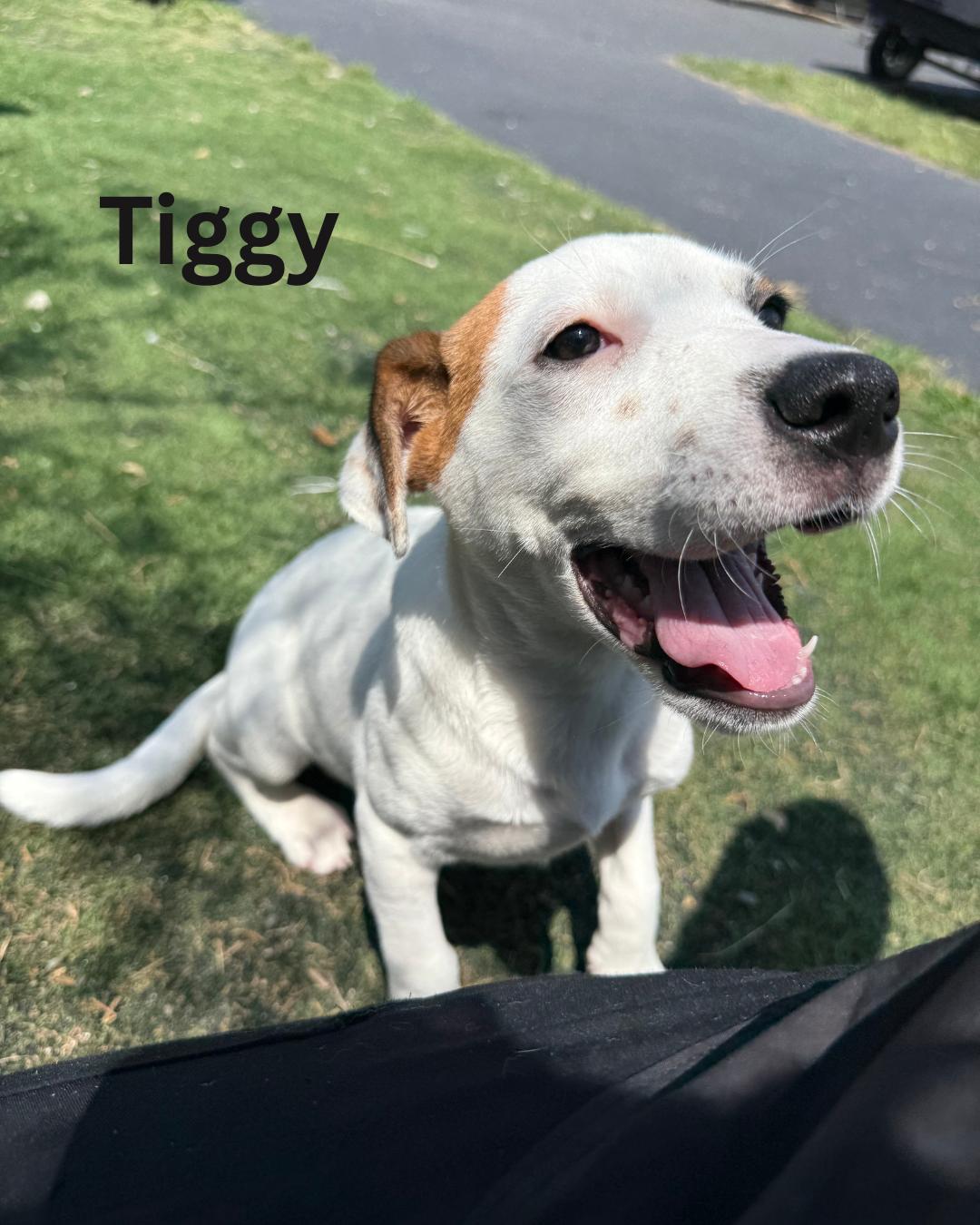 Tiggy