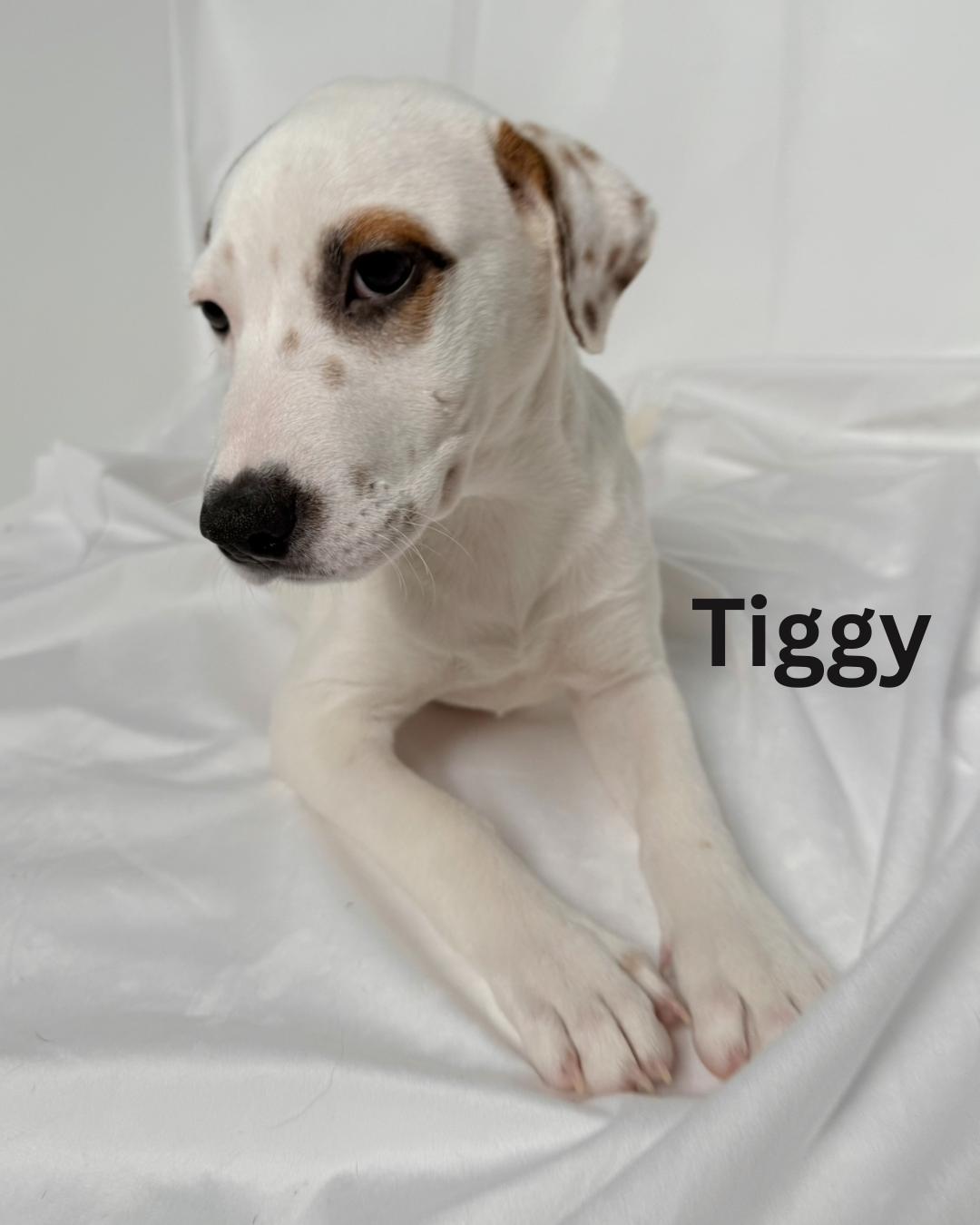 Tiggy
