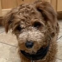 Enlarge Teddy, an adopted mixed breed in Chino valley, AZ image 1/1