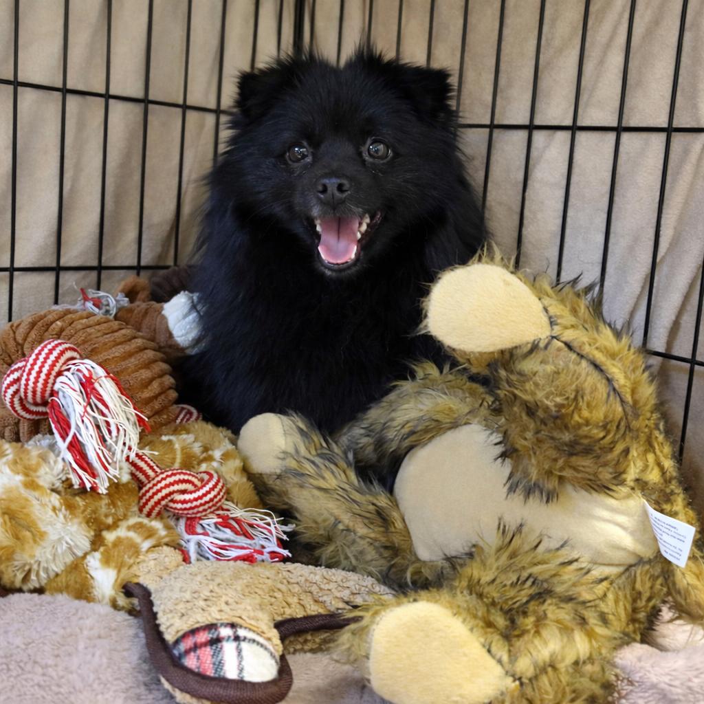 Pepper, Adoptable, Adult Female Pomeranian & Mixed Breed.