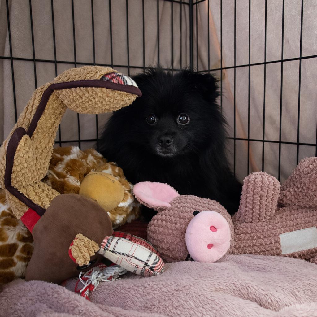 Enlarge Pepper, a Adoptable mixed breed in Wappingers Falls, NY image 2/2