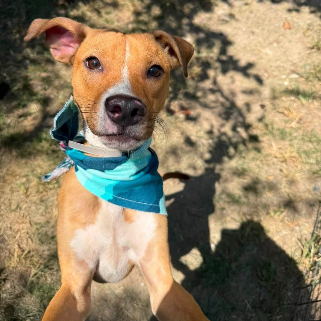 Flipper, Adoptable, Young Male American Staffordshire Terrier.