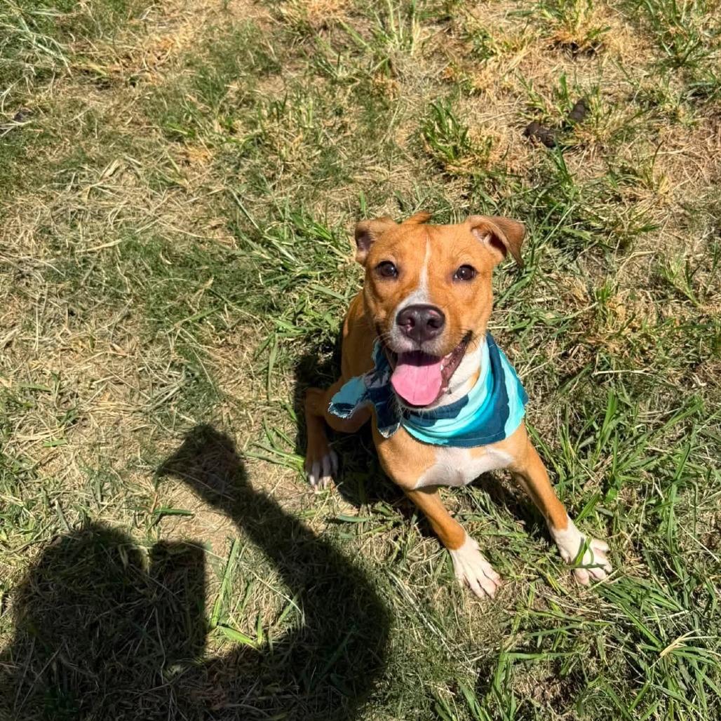Enlarge Flipper, a Adoptable American Staffordshire Terrier in Pittsburgh, PA image 3/4