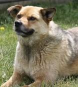 Enlarge Hot Dog, a ADOPTABLE mixed breed in Whitby, ON image 1/1
