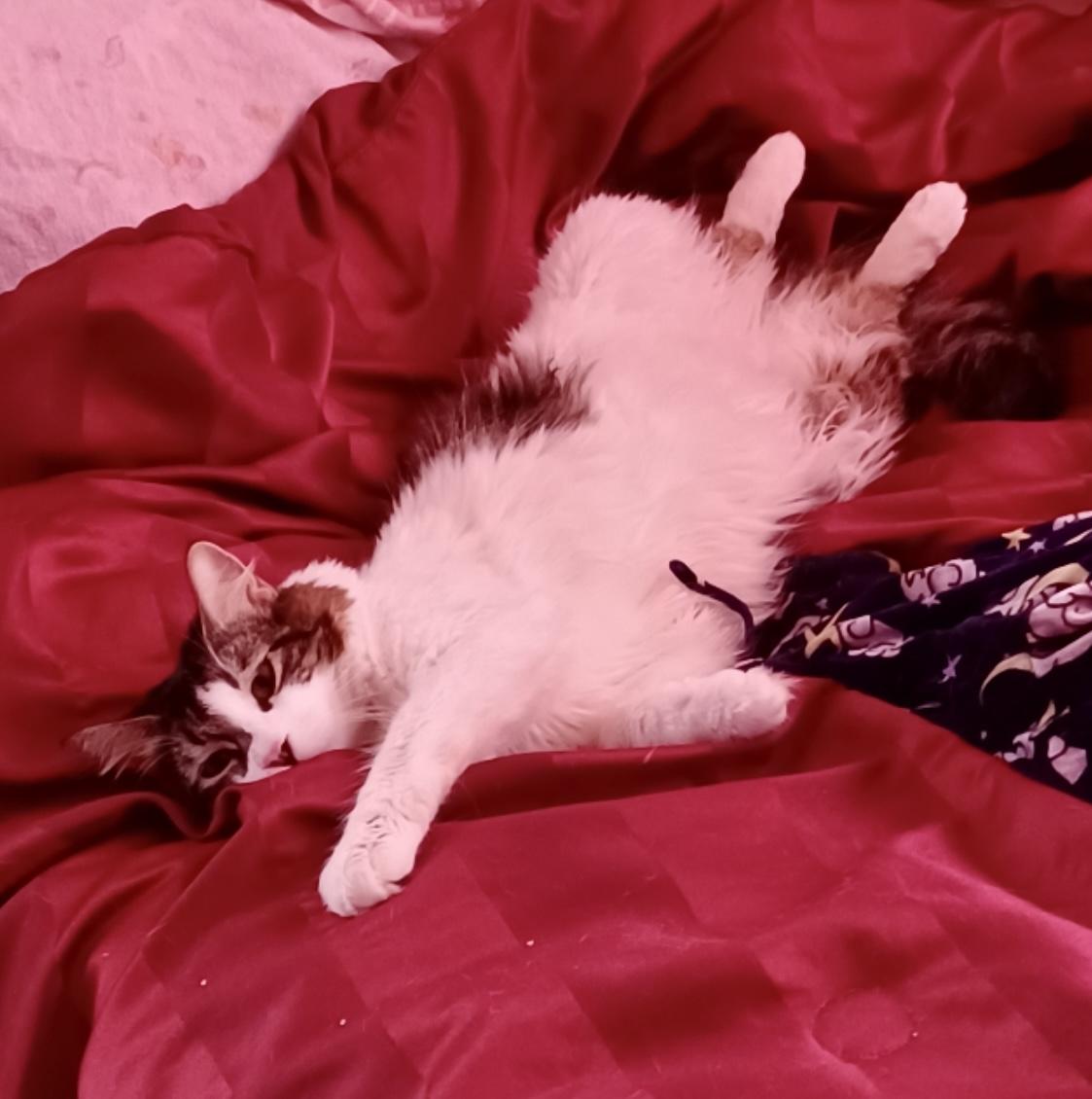 Sashimi — thumbnail 2