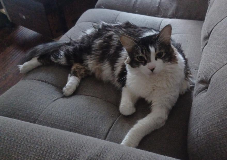 Sashimi — thumbnail 3