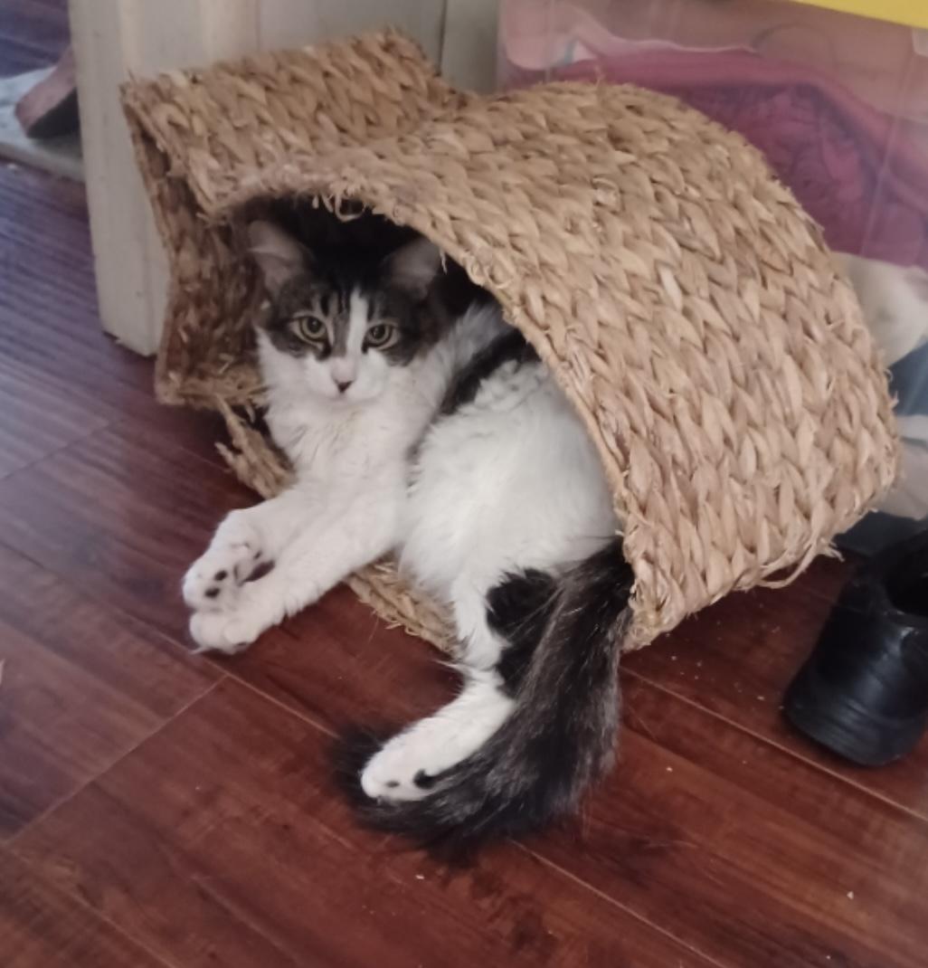 Sashimi — thumbnail 4