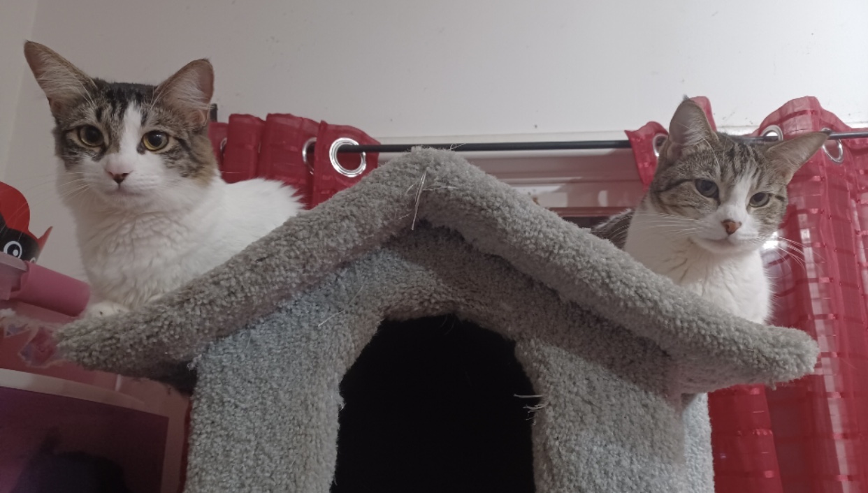 Sashimi — thumbnail 6