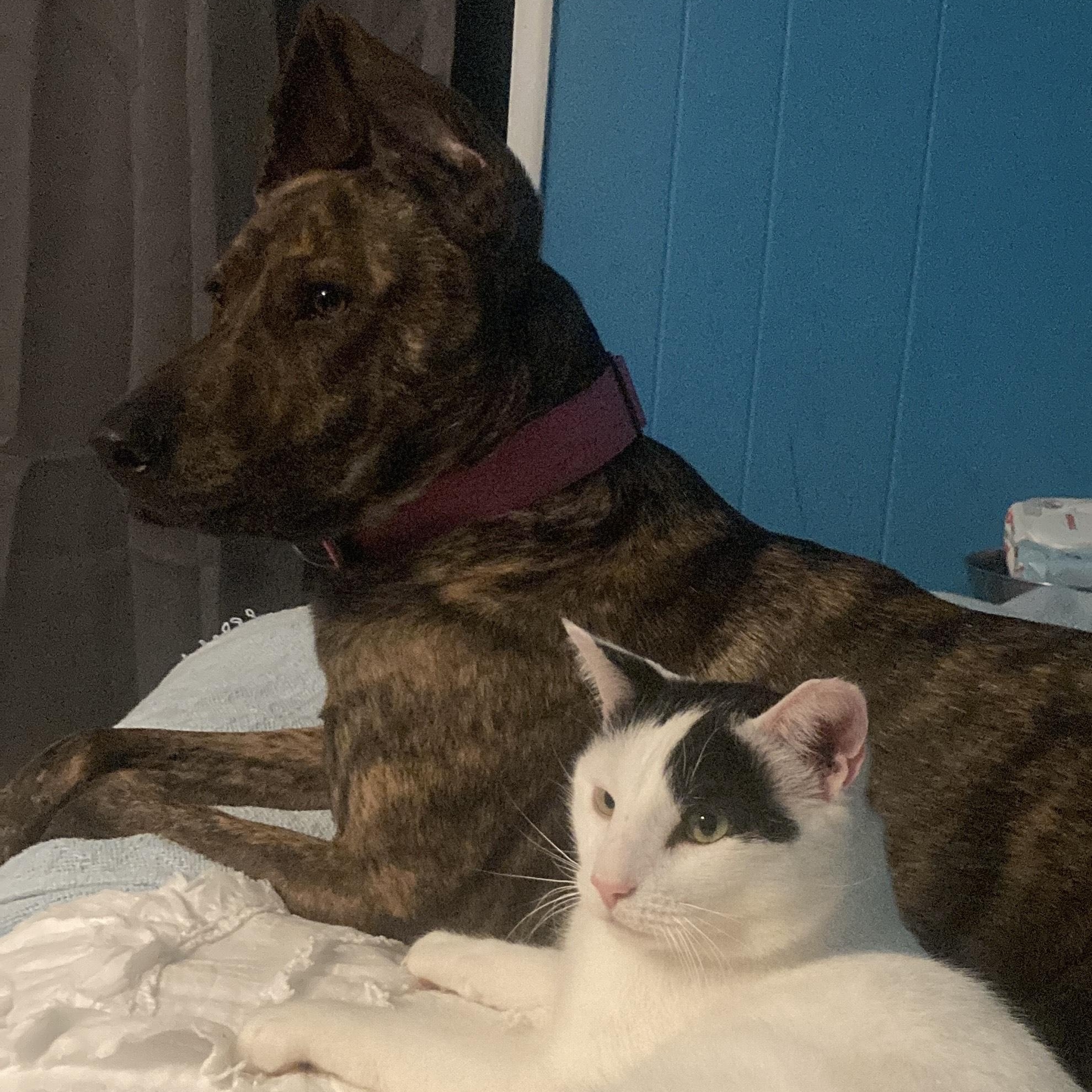 Scampi, a ADOPTABLE Domestic Short Hair in Hyattsville, MD image 4/6