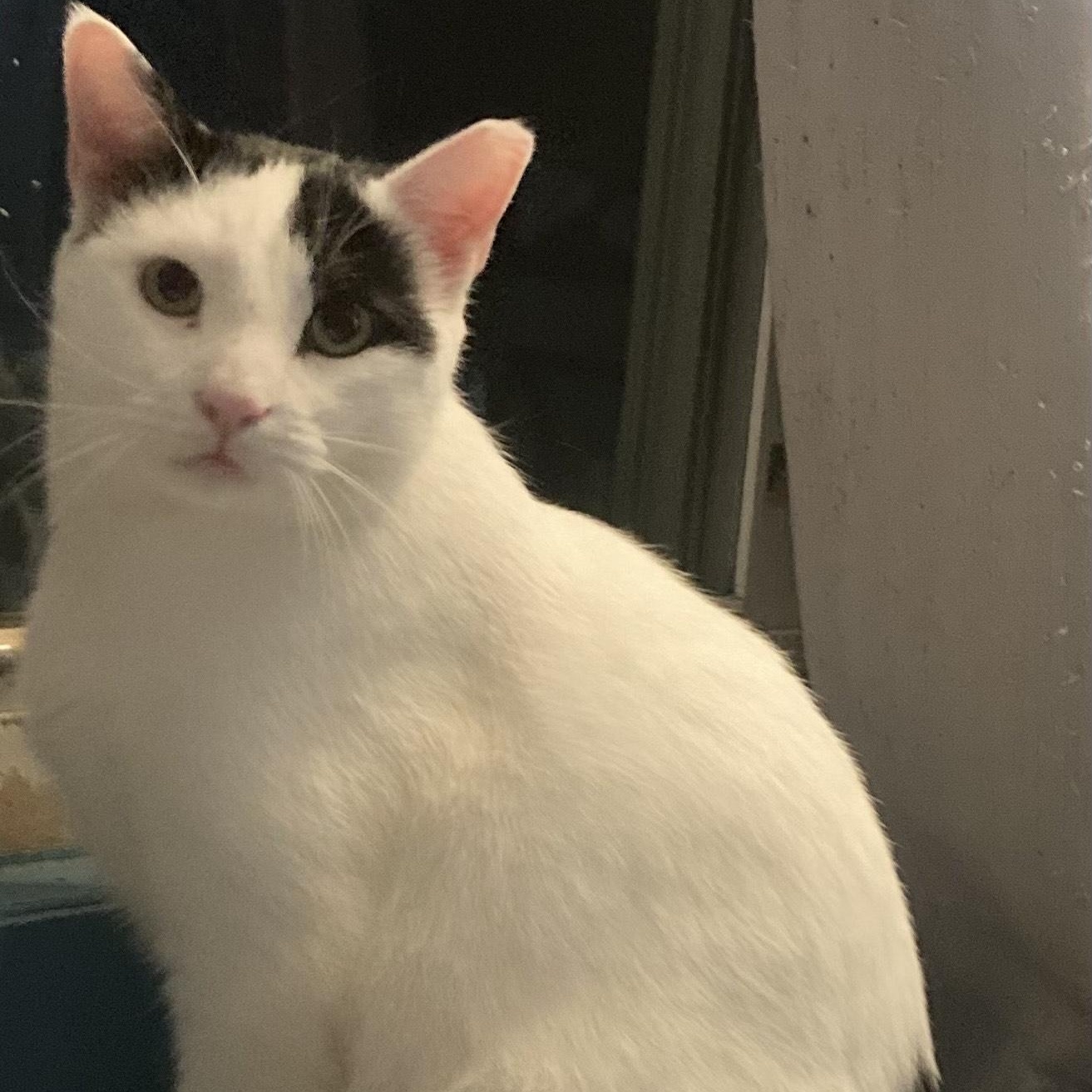 Scampi, a ADOPTABLE Domestic Short Hair in Hyattsville, MD image 6/6