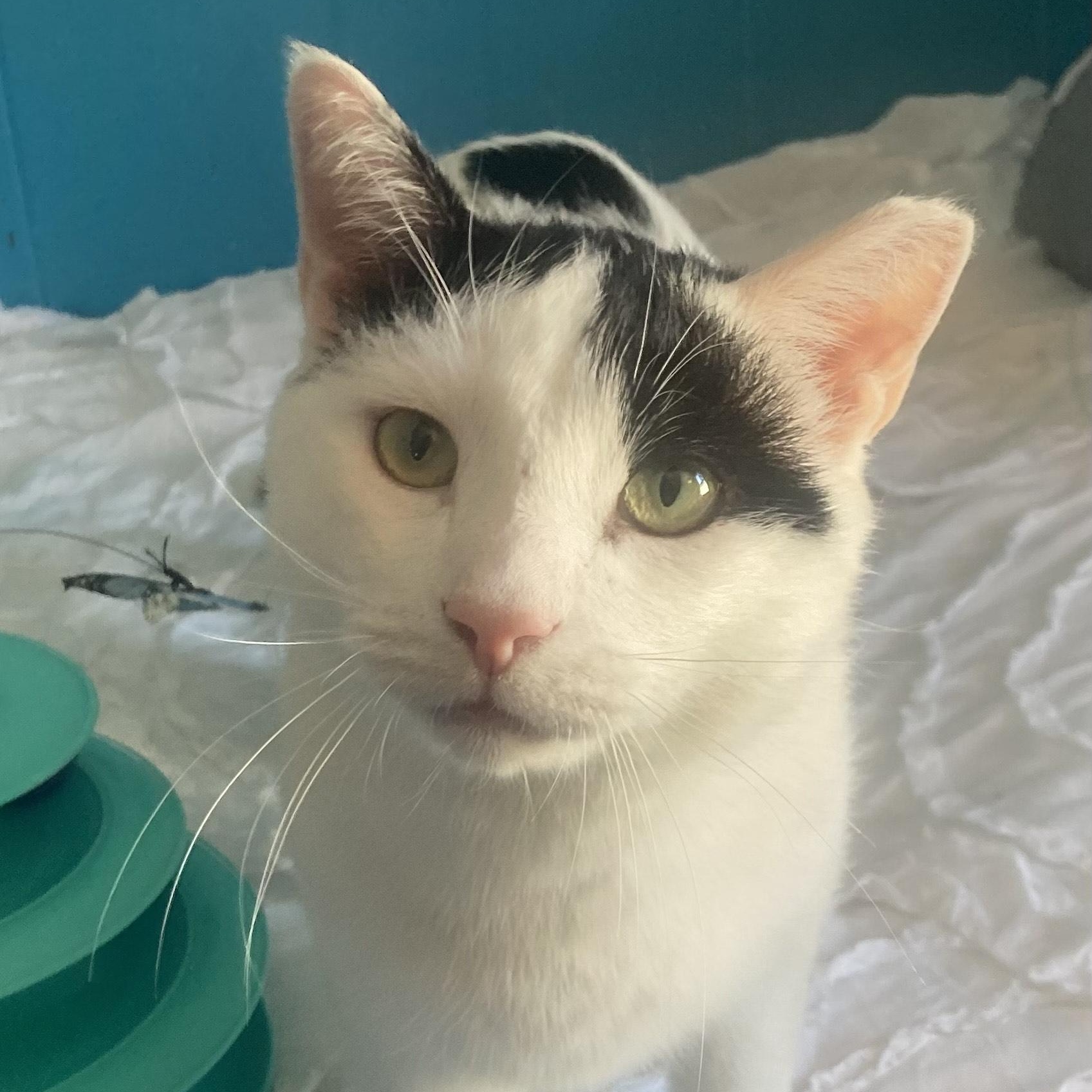 Scampi, a ADOPTABLE Domestic Short Hair in Hyattsville, MD image 1/6