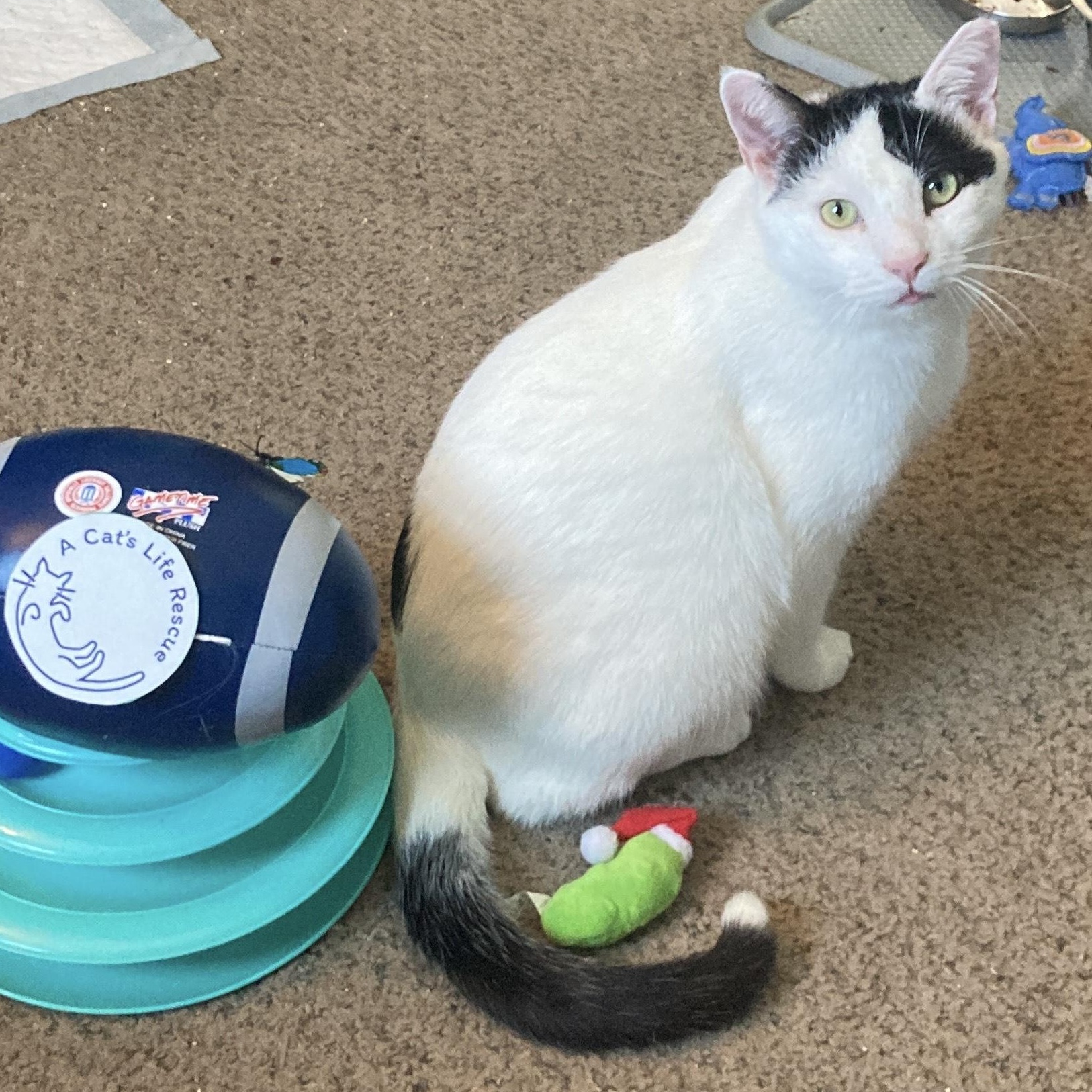 Scampi, a ADOPTABLE Domestic Short Hair in Hyattsville, MD image 3/6