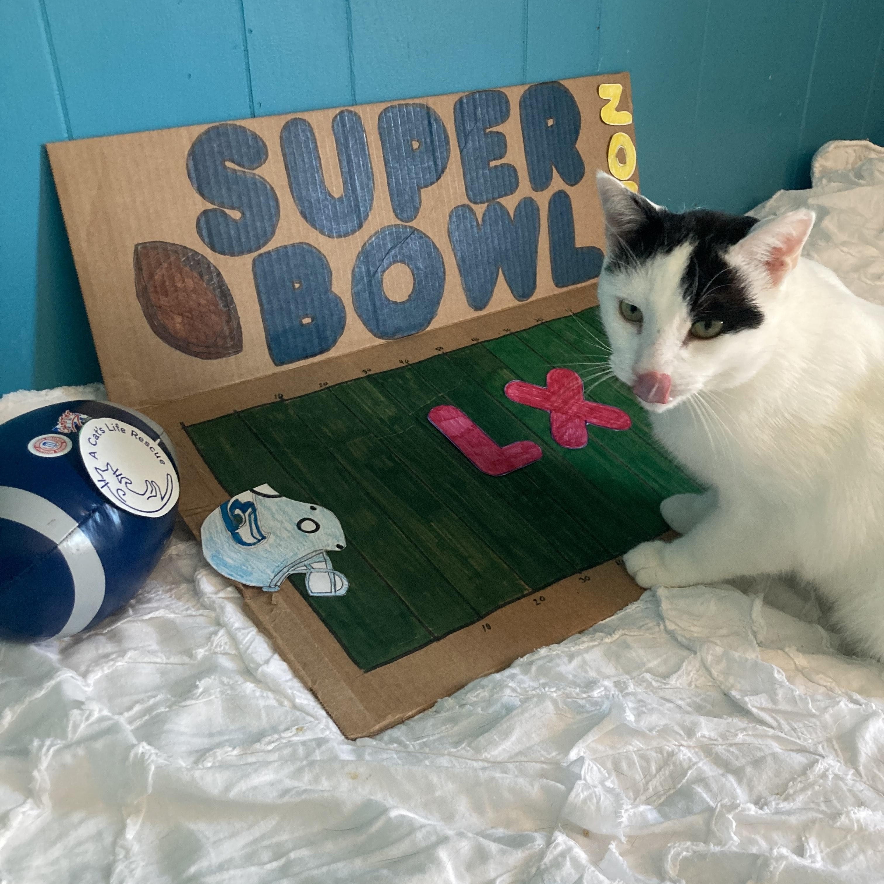 Scampi, a ADOPTABLE Domestic Short Hair in Hyattsville, MD image 5/6