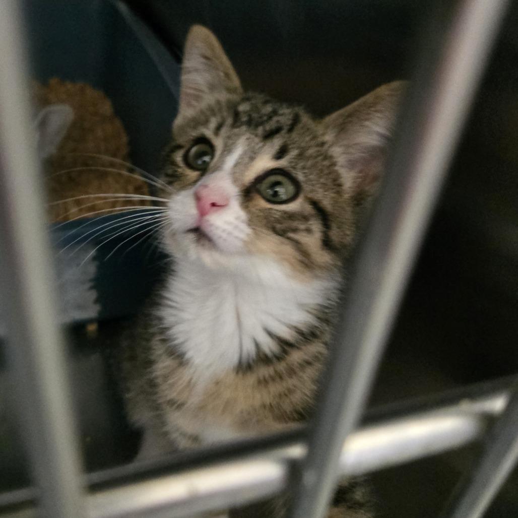 Nevada 26-172, Adoptable, Young Male Domestic Short Hair.