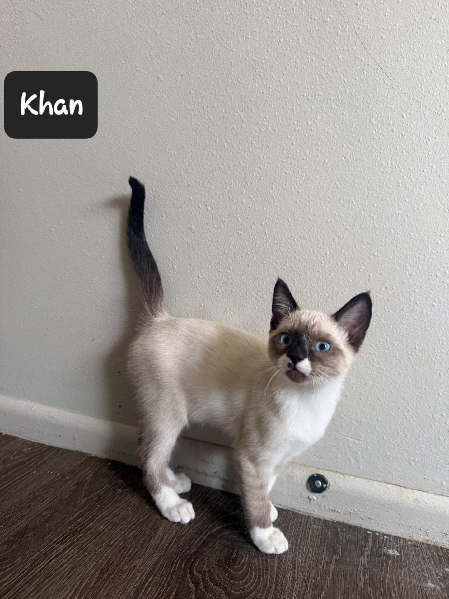 Khan, Adoptable, Kitten Male Domestic Short Hair.