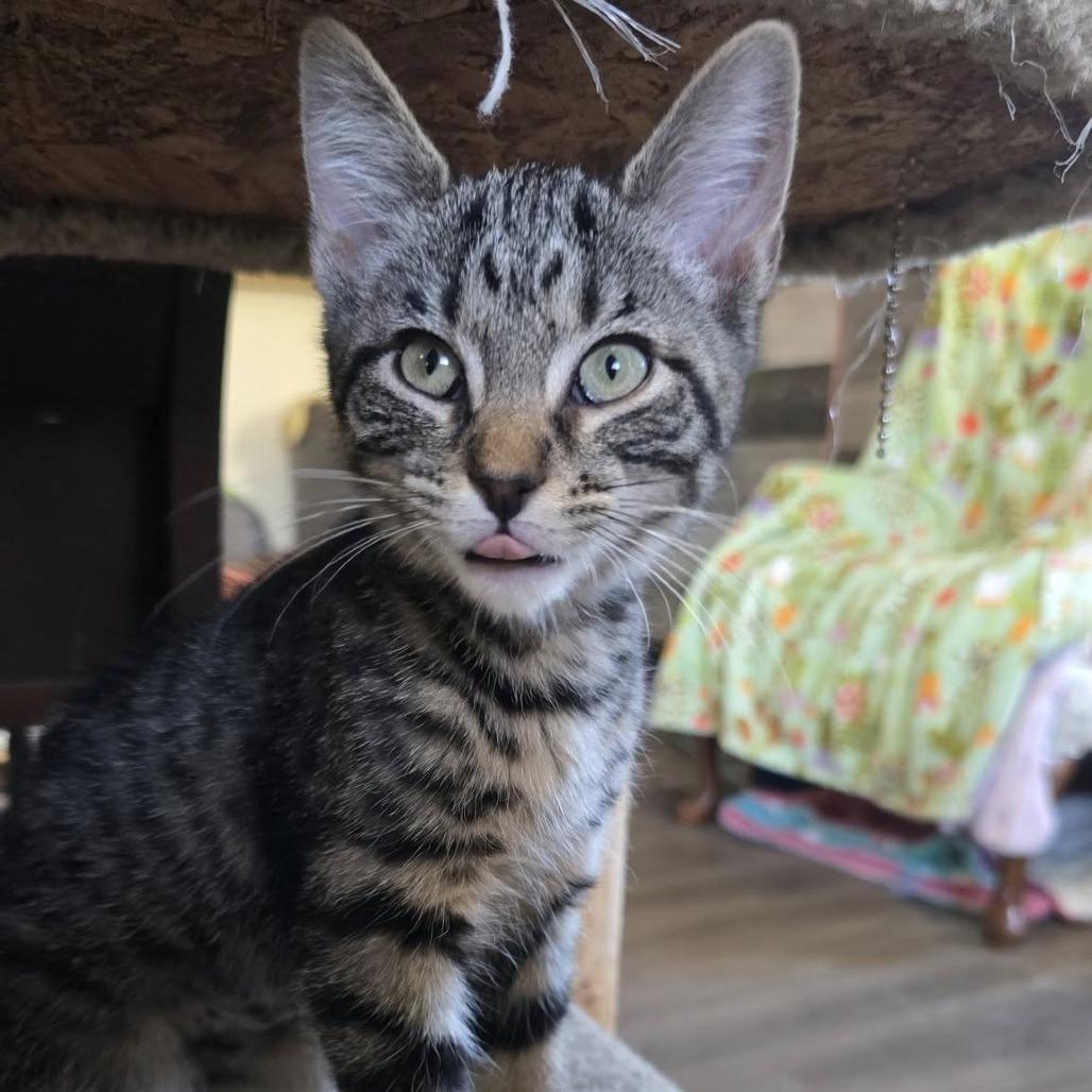 Penne, Adoptable, Kitten Female Domestic Short Hair.