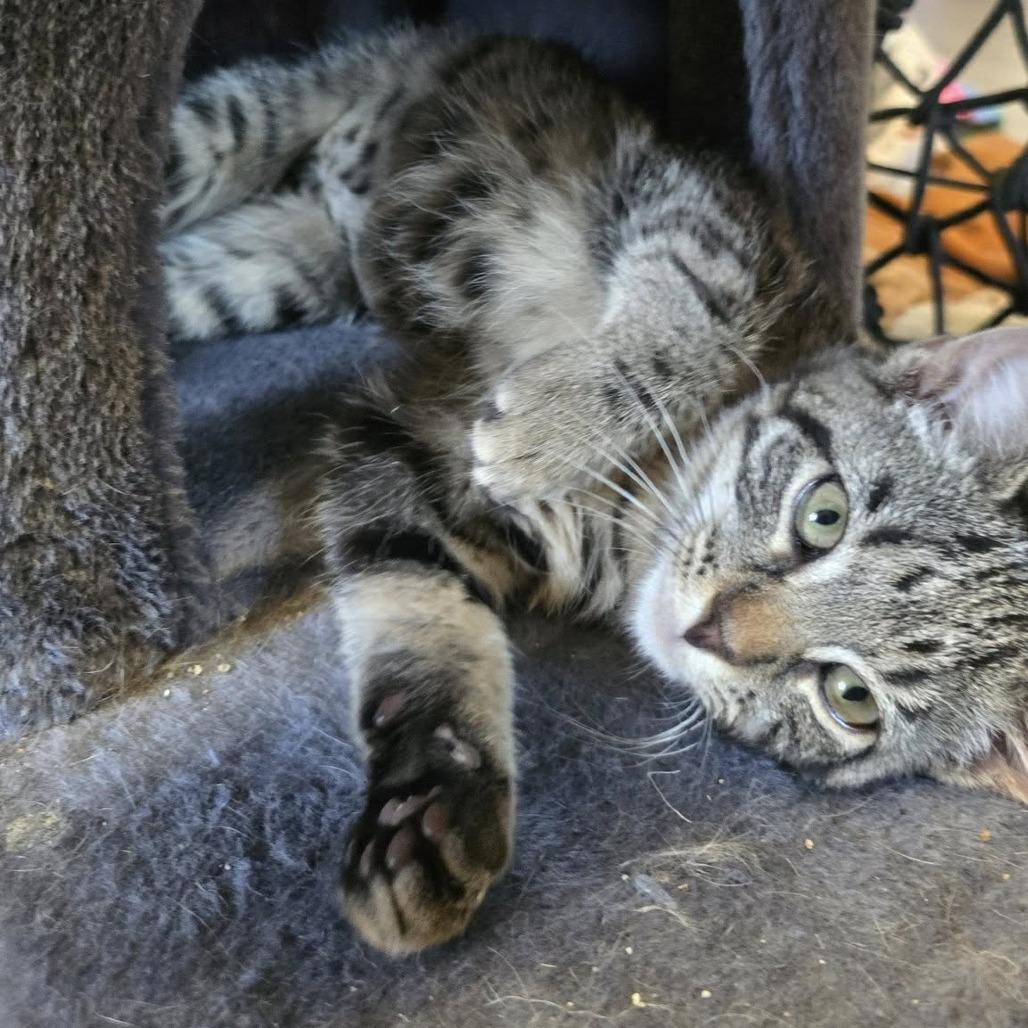 Enlarge Penne, a Adoptable Domestic Short Hair in Pittsburgh, PA image 2/2