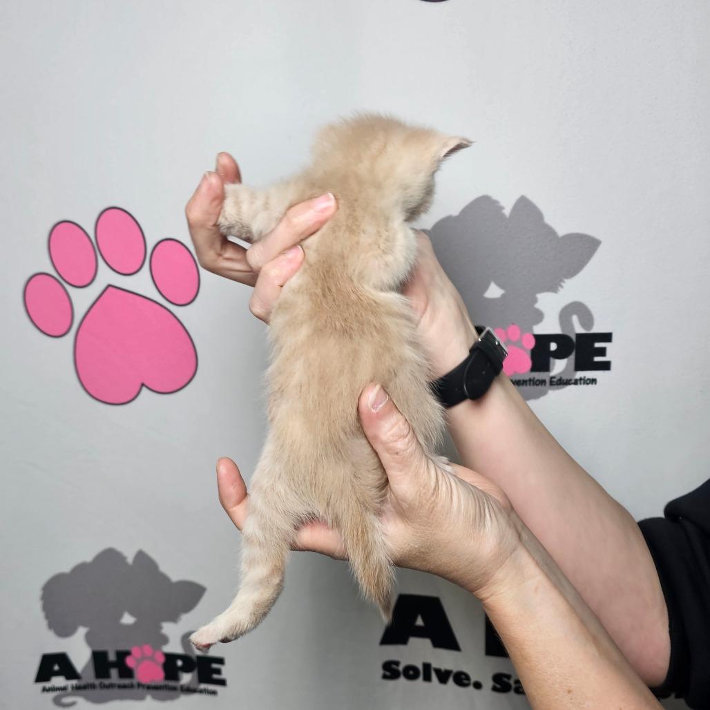 Enlarge Syrup, a Adoptable mixed breed in Milton, FL image 1/2