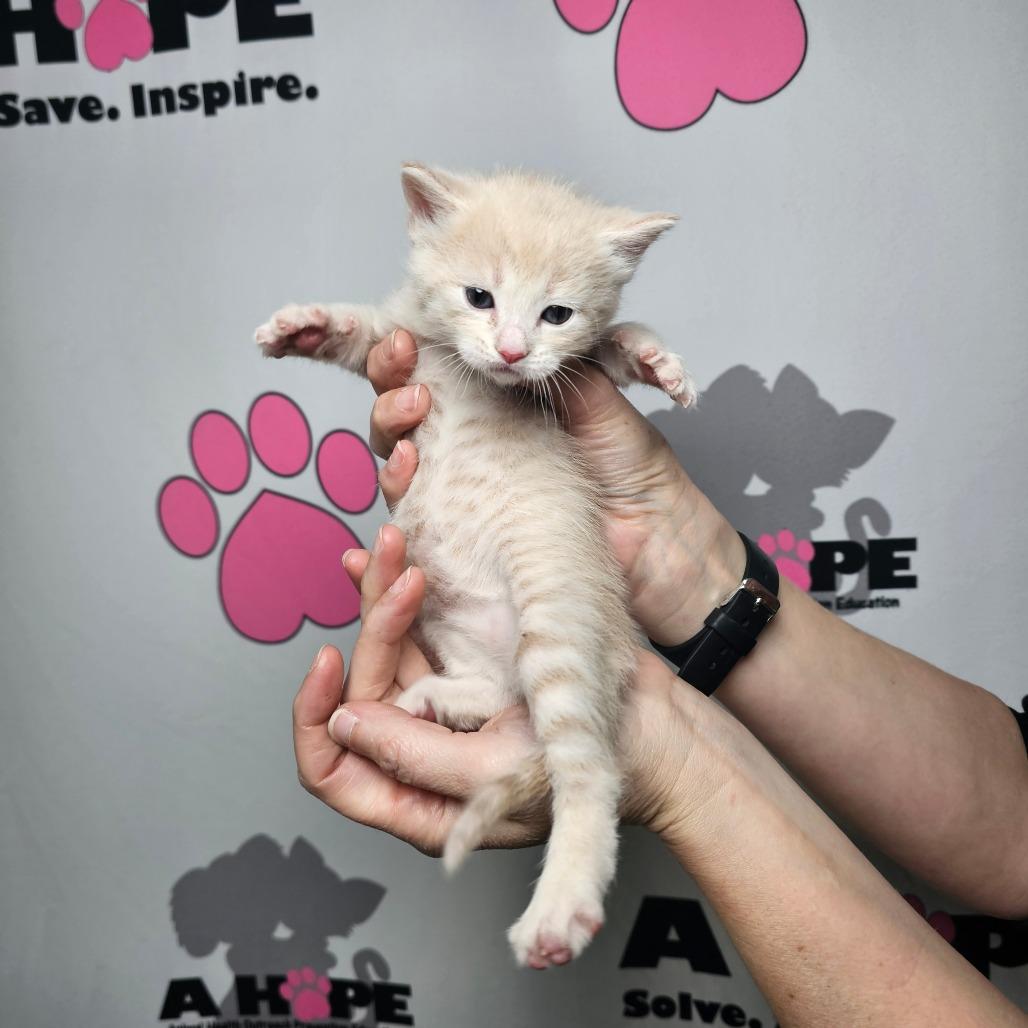 Enlarge Syrup, a Adoptable mixed breed in Milton, FL image 2/2