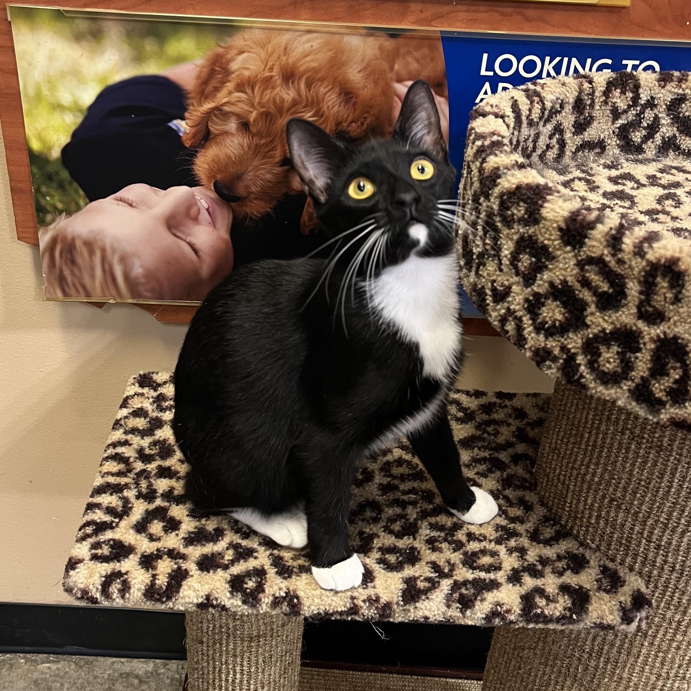 Charlotte, ADOPTABLE, Kitten Female Domestic Short Hair & Tuxedo.