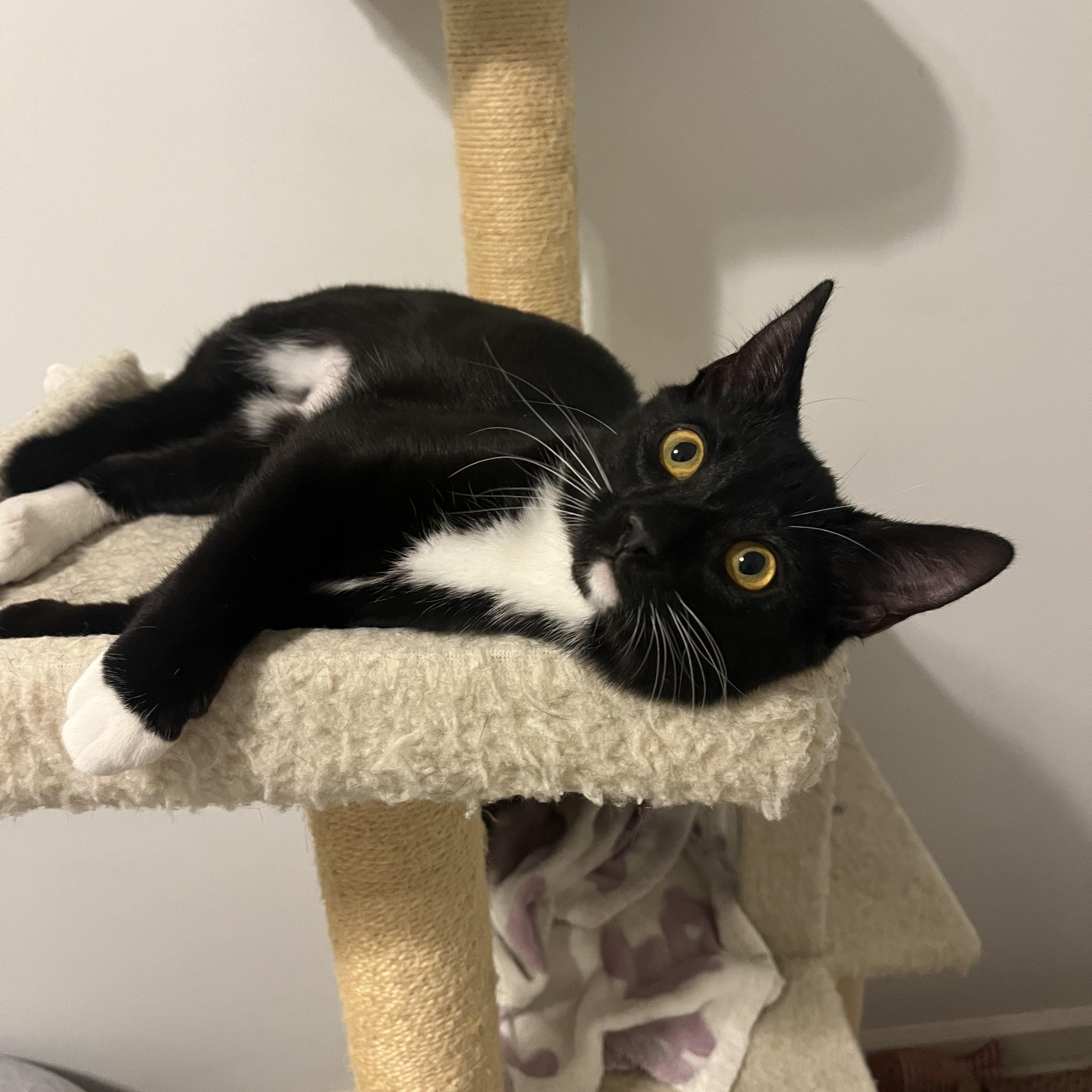 Enlarge Charlotte, a ADOPTABLE Domestic Short Hair in Duluth, GA image 3/5