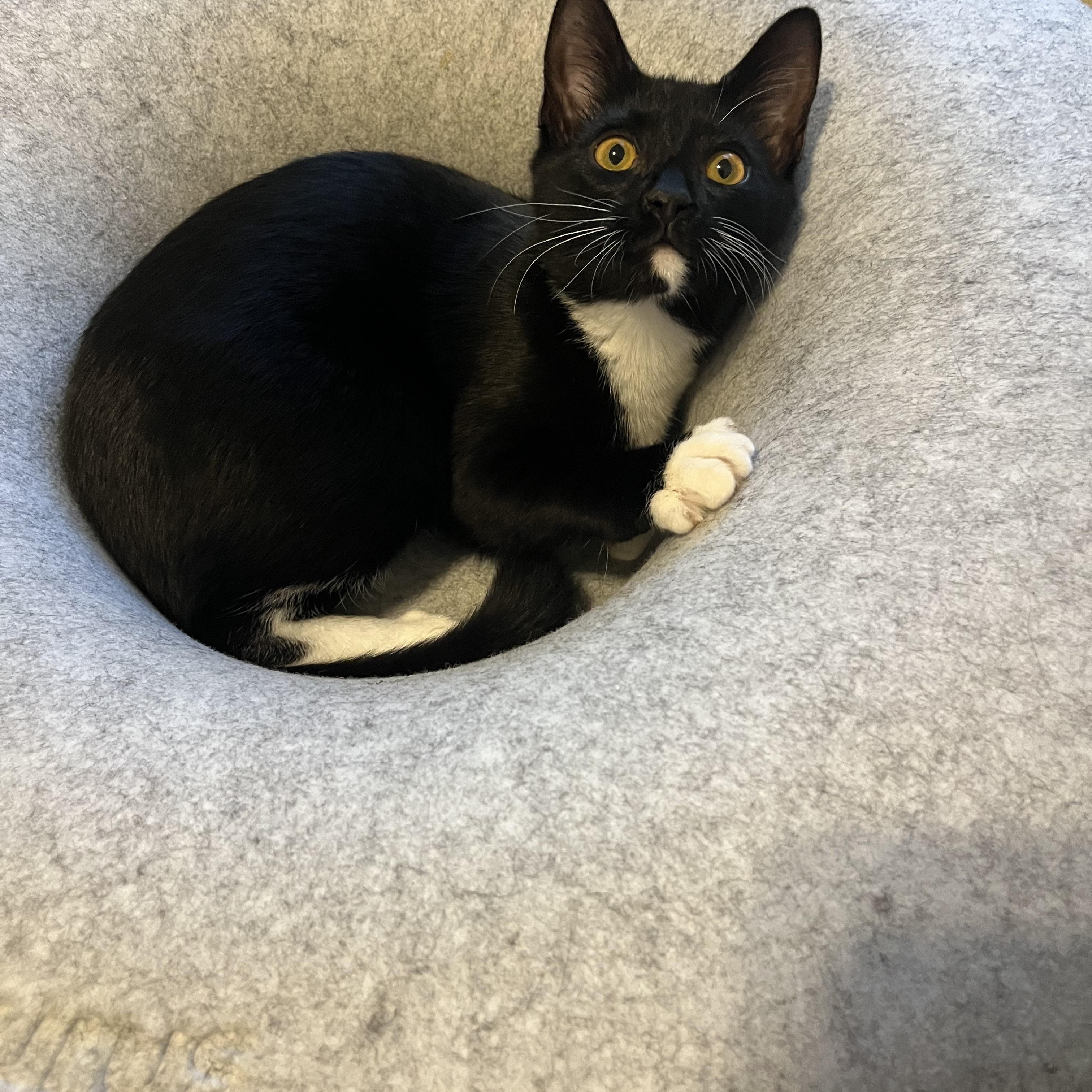 Enlarge Charlotte, a ADOPTABLE Domestic Short Hair in Duluth, GA image 4/5