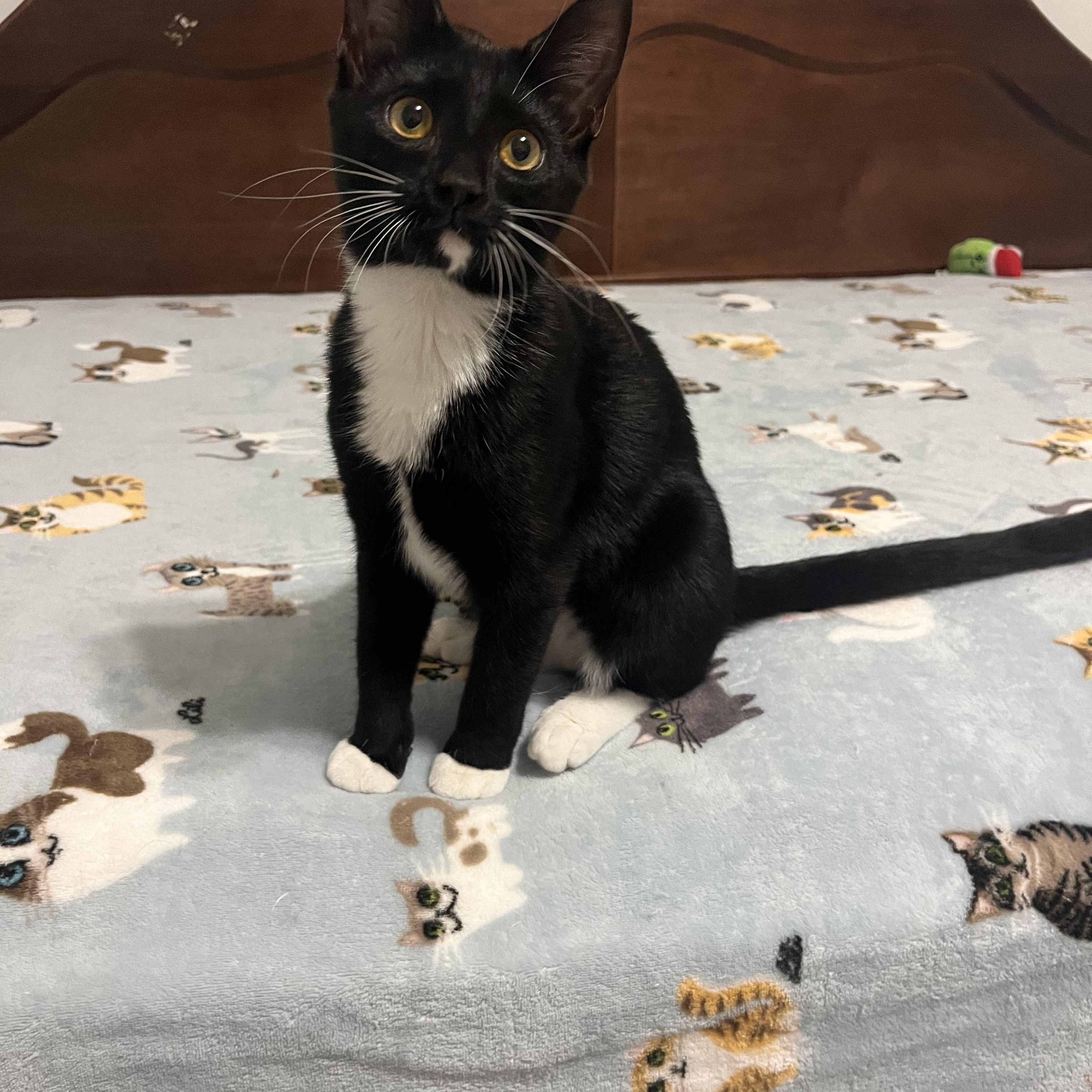 Enlarge Charlotte, a ADOPTABLE Domestic Short Hair in Duluth, GA image 1/5