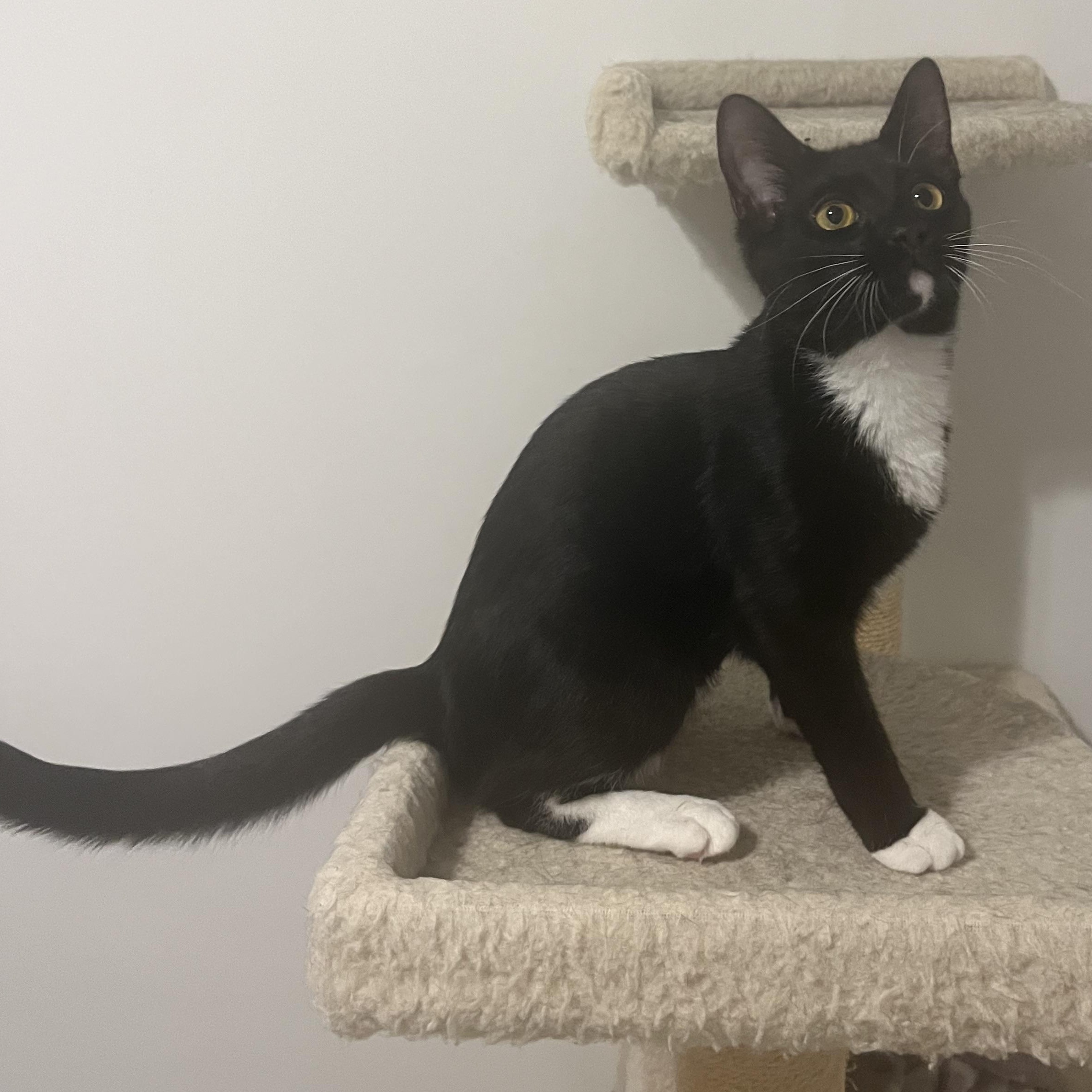 Enlarge Charlotte, a ADOPTABLE Domestic Short Hair in Duluth, GA image 2/5