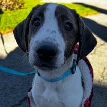 Enlarge Chicken Nugget, a Adoptable mixed breed in Albany, NY image 1/6