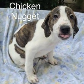 Enlarge Chicken Nugget, a Adoptable mixed breed in Albany, NY image 6/6