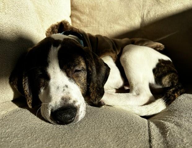 Enlarge Chicken Nugget, a Adoptable mixed breed in Albany, NY image 3/6