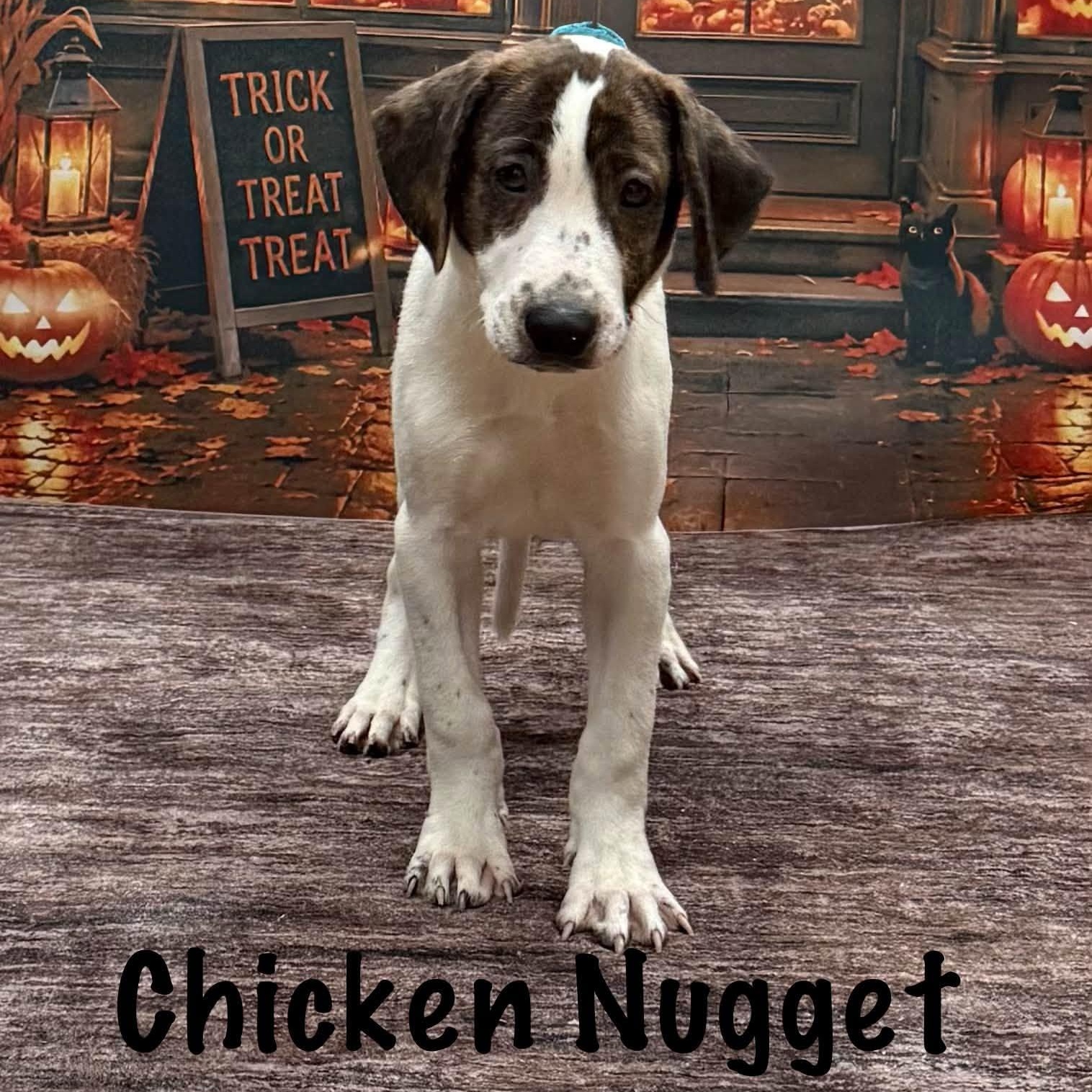 Enlarge Chicken Nugget, a Adoptable mixed breed in Albany, NY image 5/6