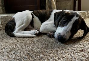 Enlarge Chicken Nugget, a Adoptable mixed breed in Albany, NY image 4/6