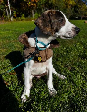 Enlarge Chicken Nugget, a Adoptable mixed breed in Albany, NY image 2/6