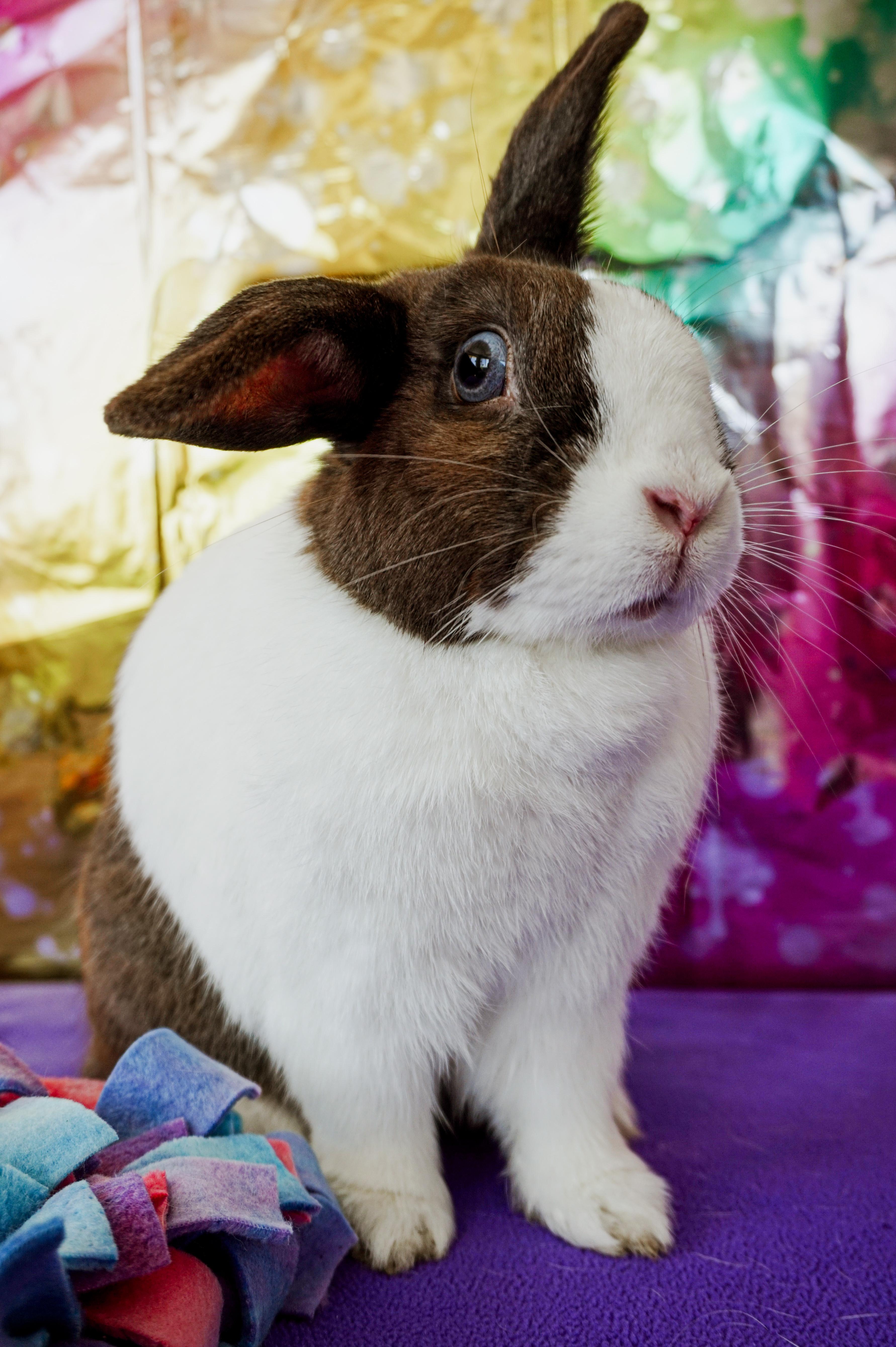 Katniss, ADOPTABLE, Adult Female Dutch & Lop Eared.