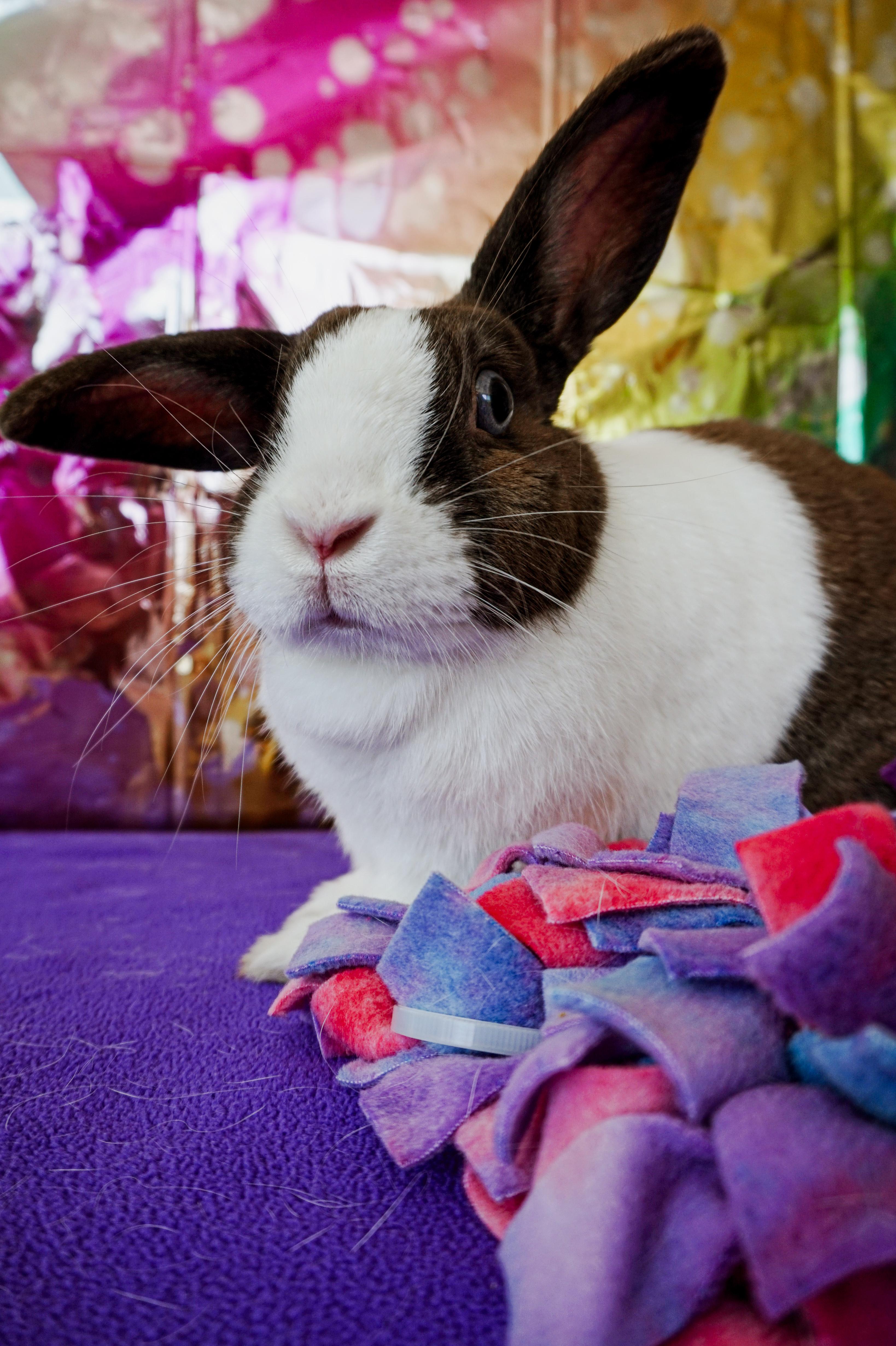 Enlarge Katniss, a ADOPTABLE mixed breed in Long Beach, CA image 4/5