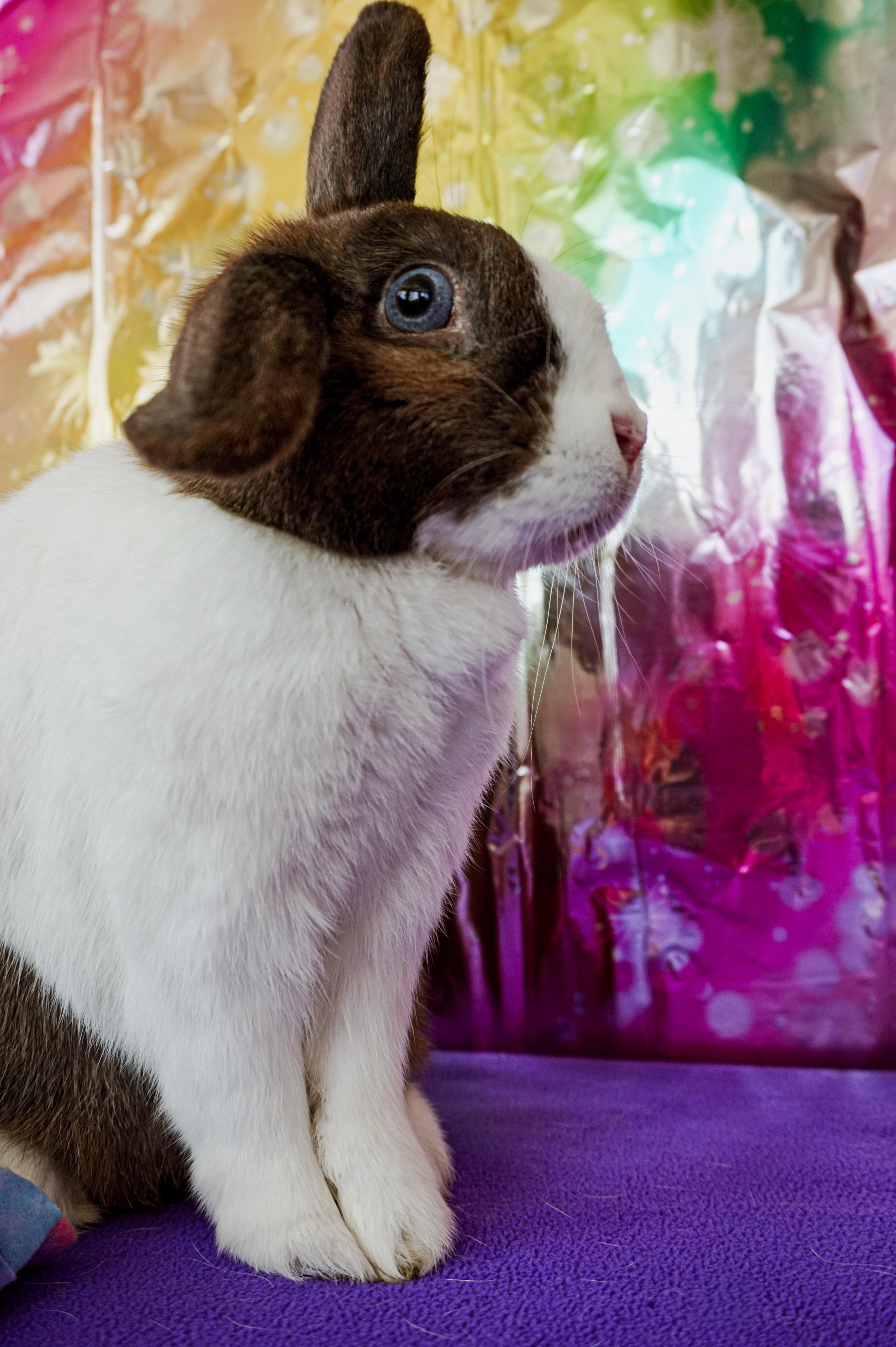 Enlarge Katniss, a ADOPTABLE mixed breed in Long Beach, CA image 2/5